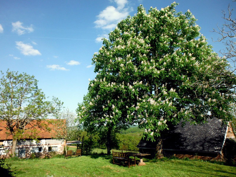 Casa nella natura a Louignac