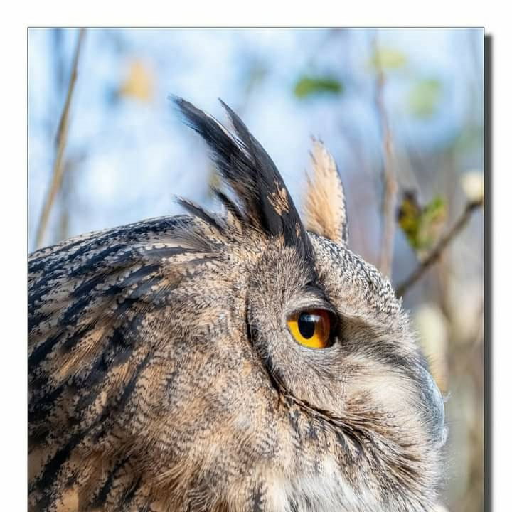- image: 55