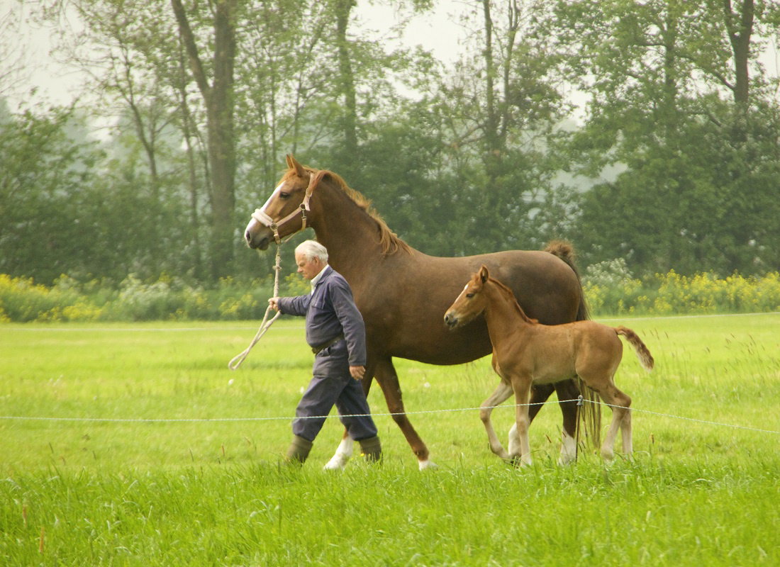 Naturhäuschen in Goudriaan