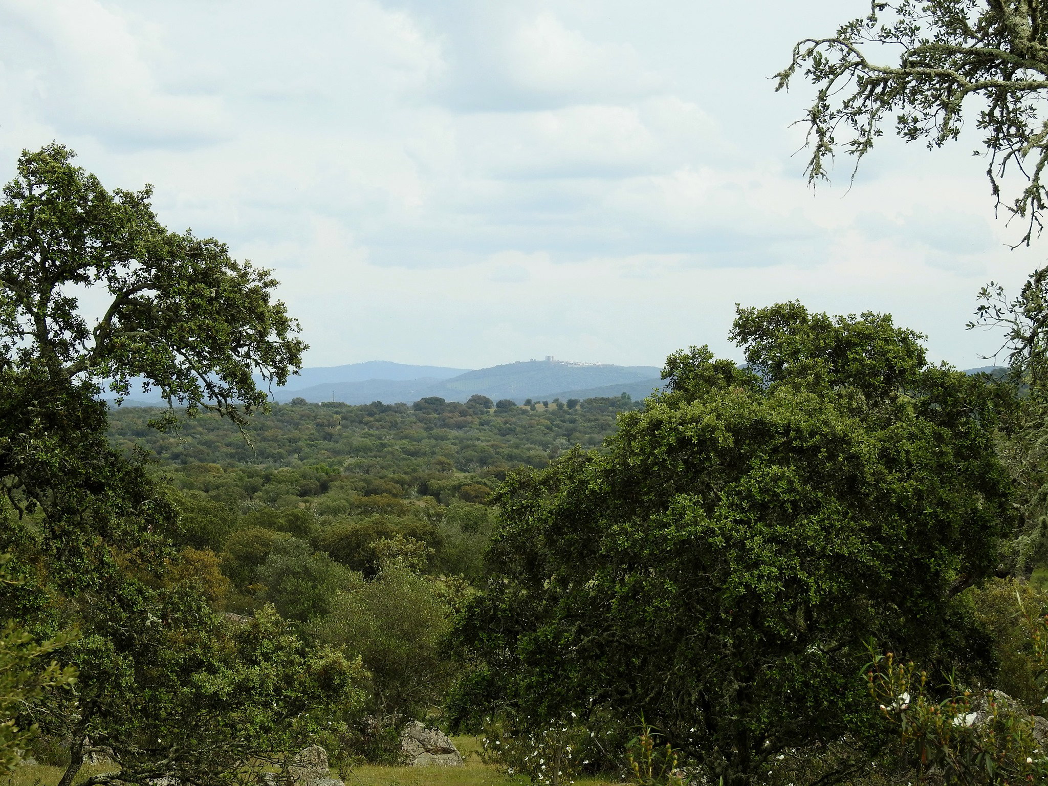 - image: 25