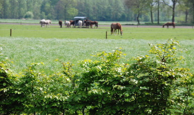 Naturhäuschen in Leende