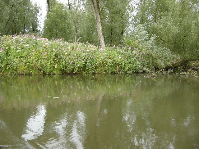 - image: 17