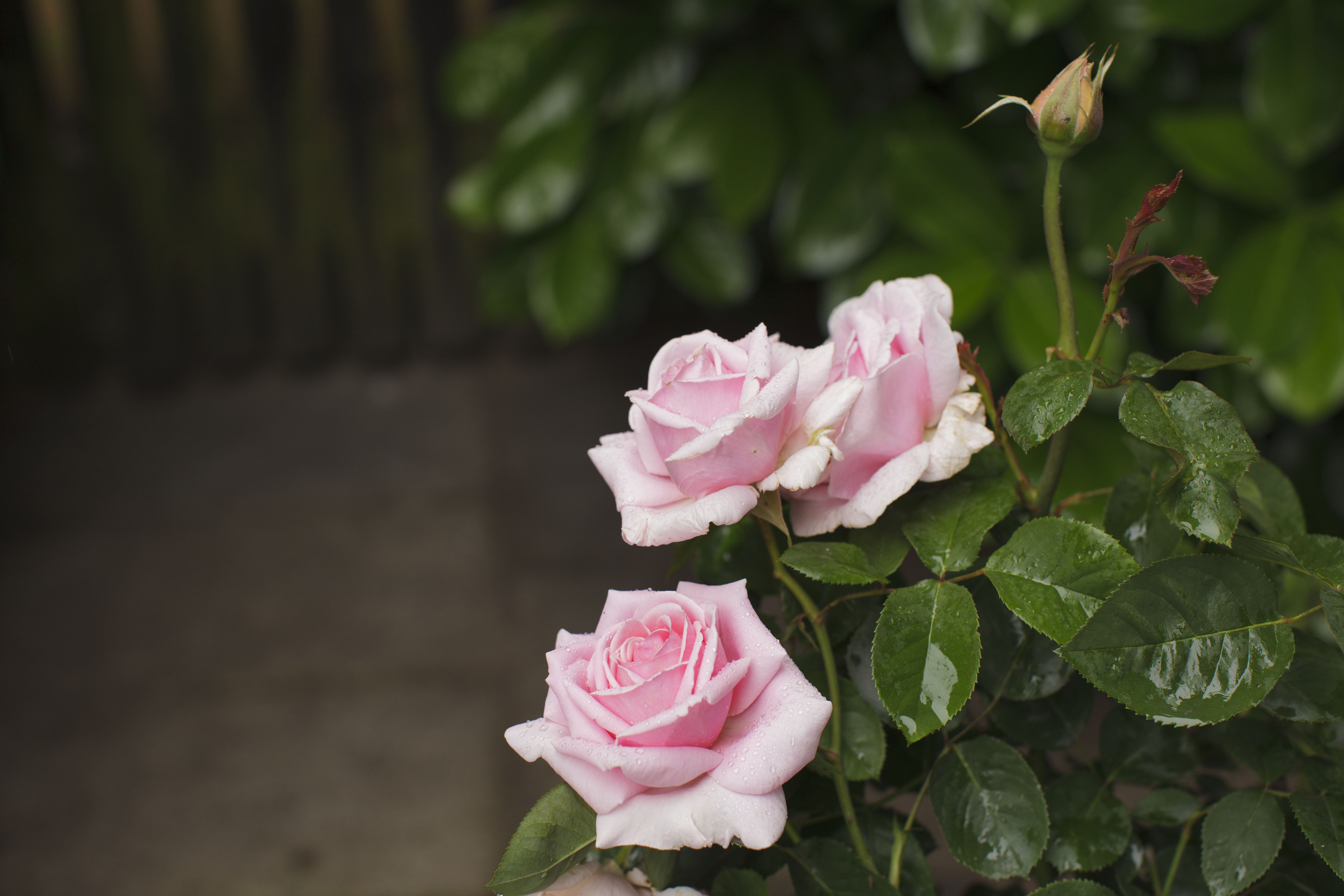 - image: 27