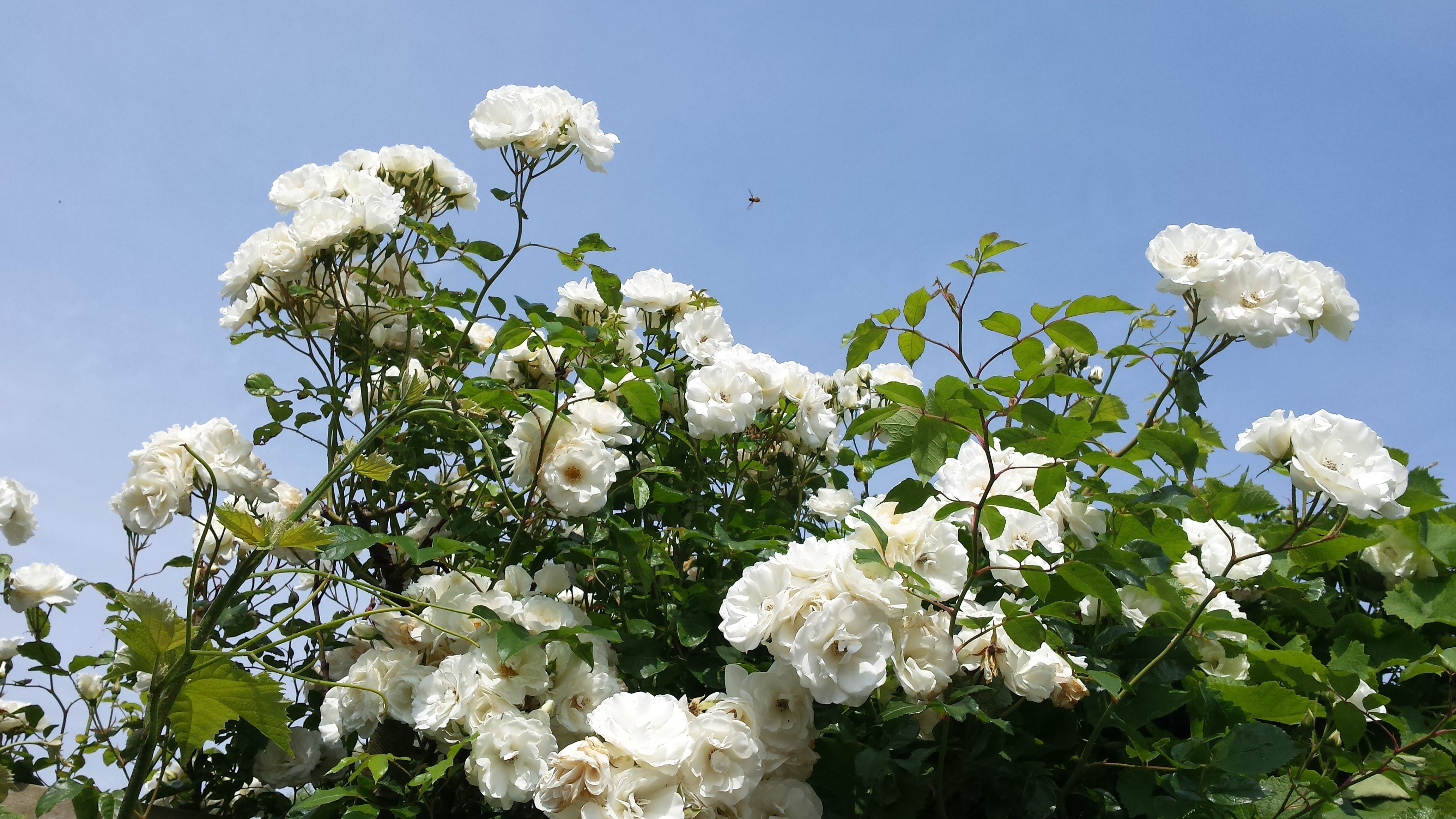 - image: 22