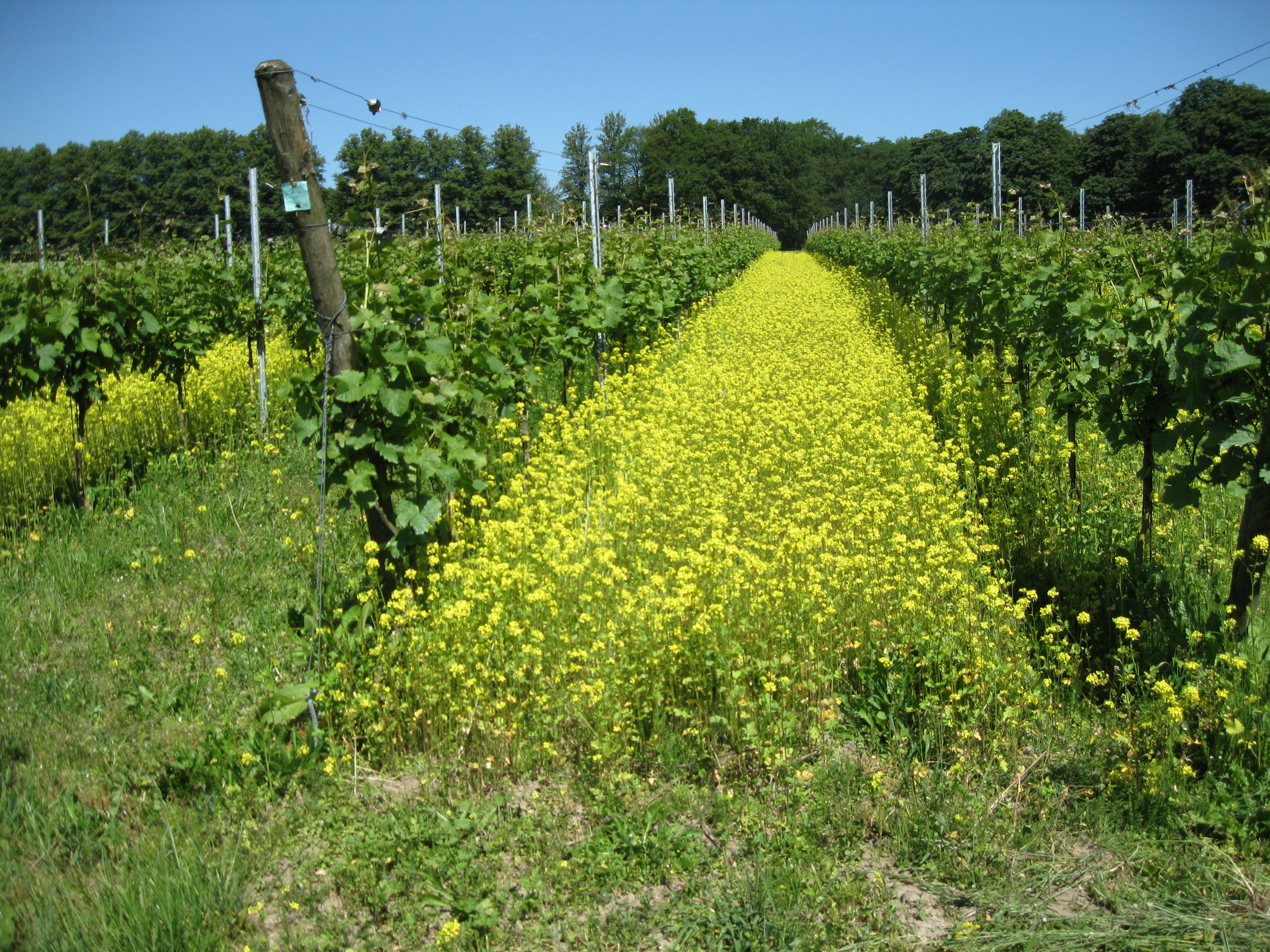 Naturhäuschen in Berg en Dal