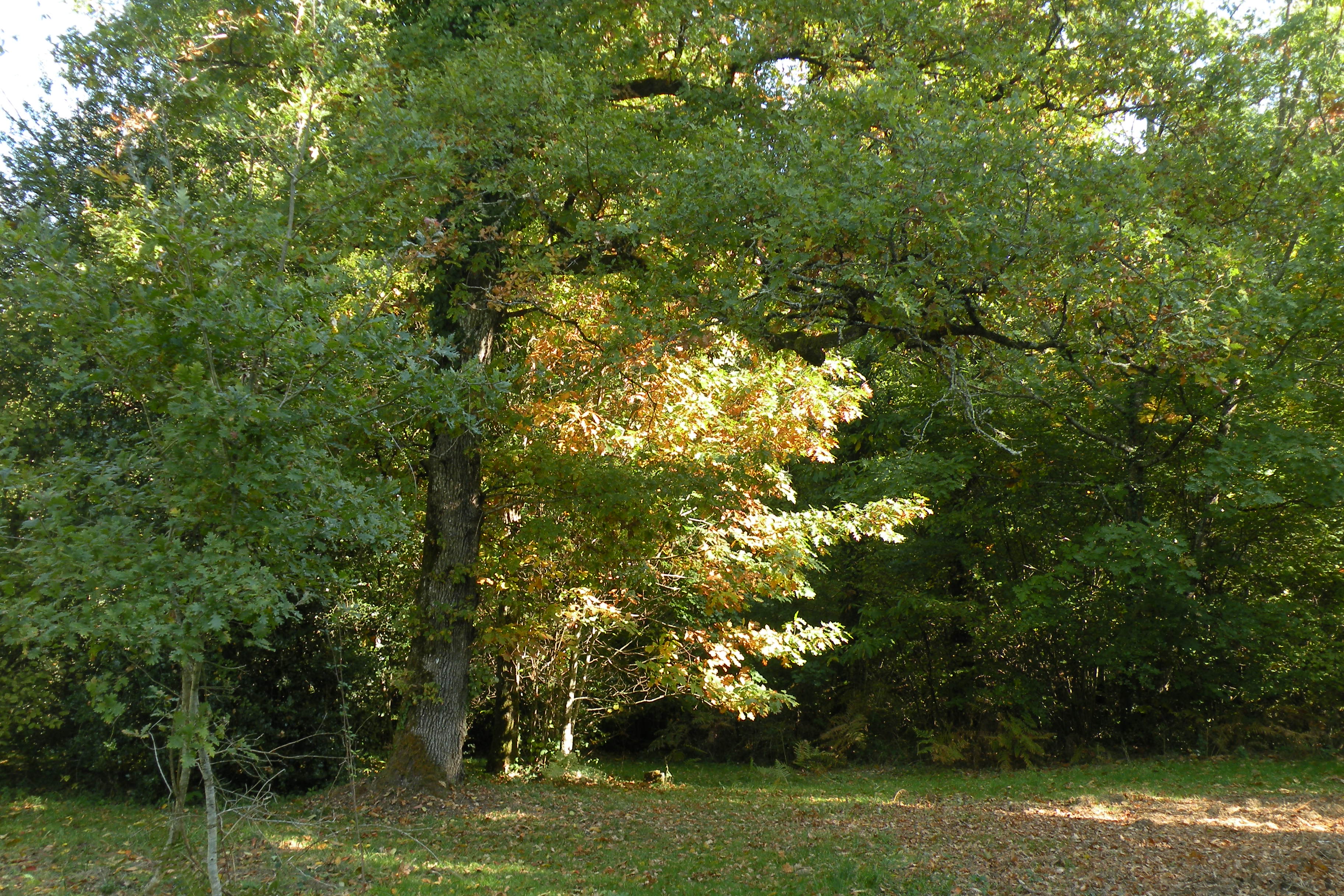 - image: 12