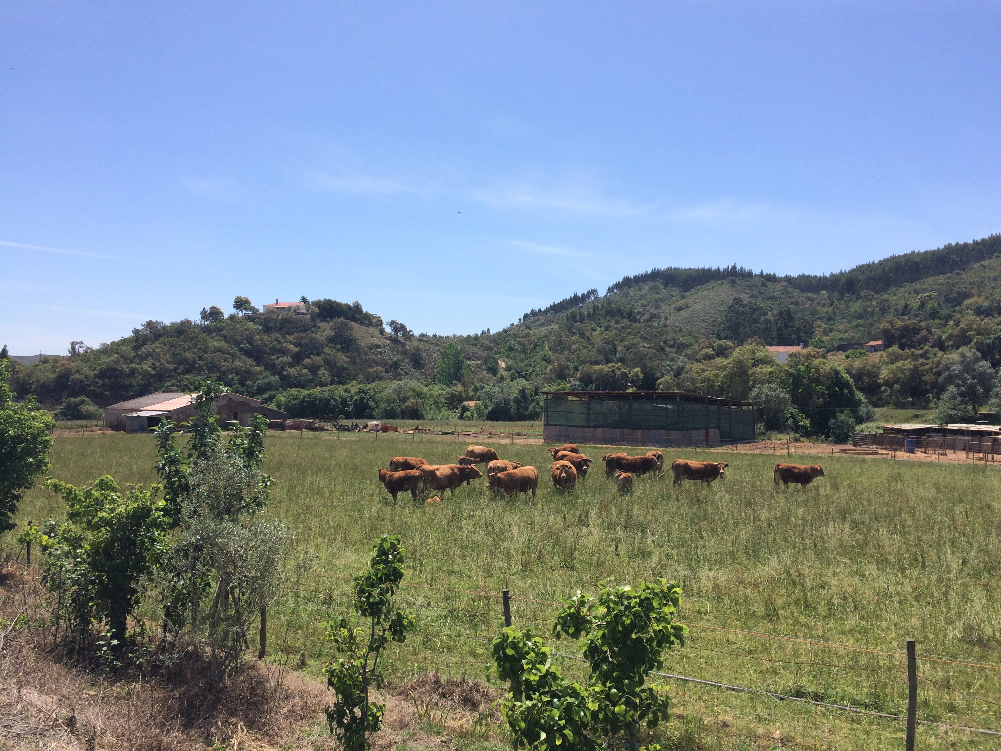 - image: 25