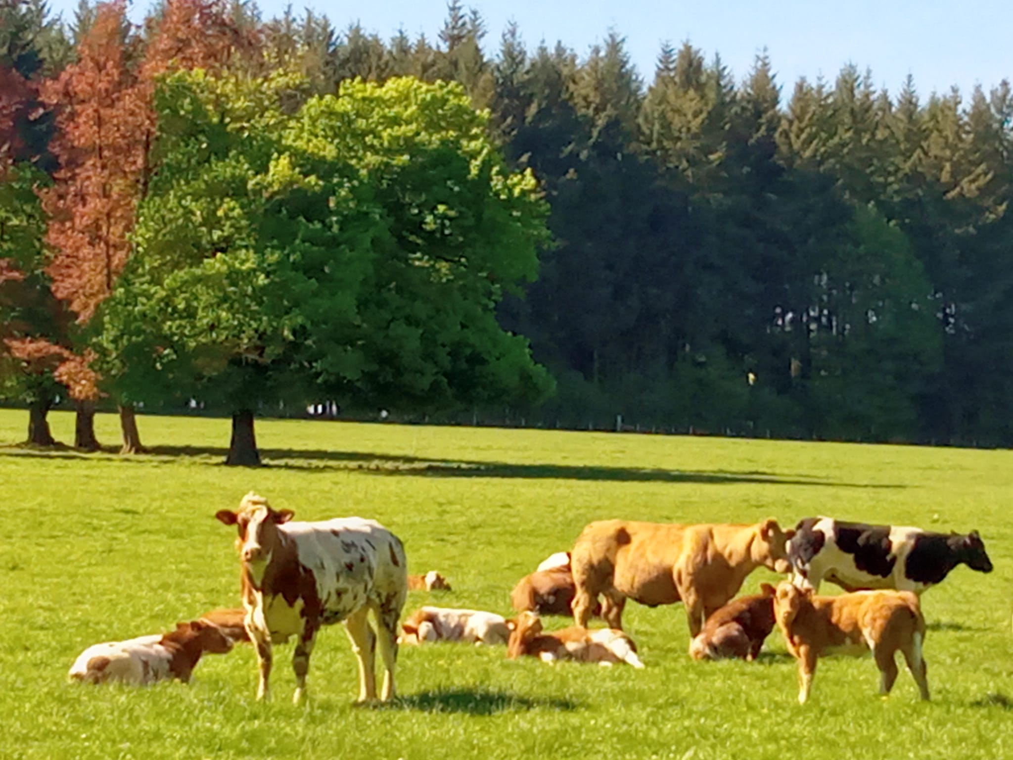 Natuurhuisje in Steinbach