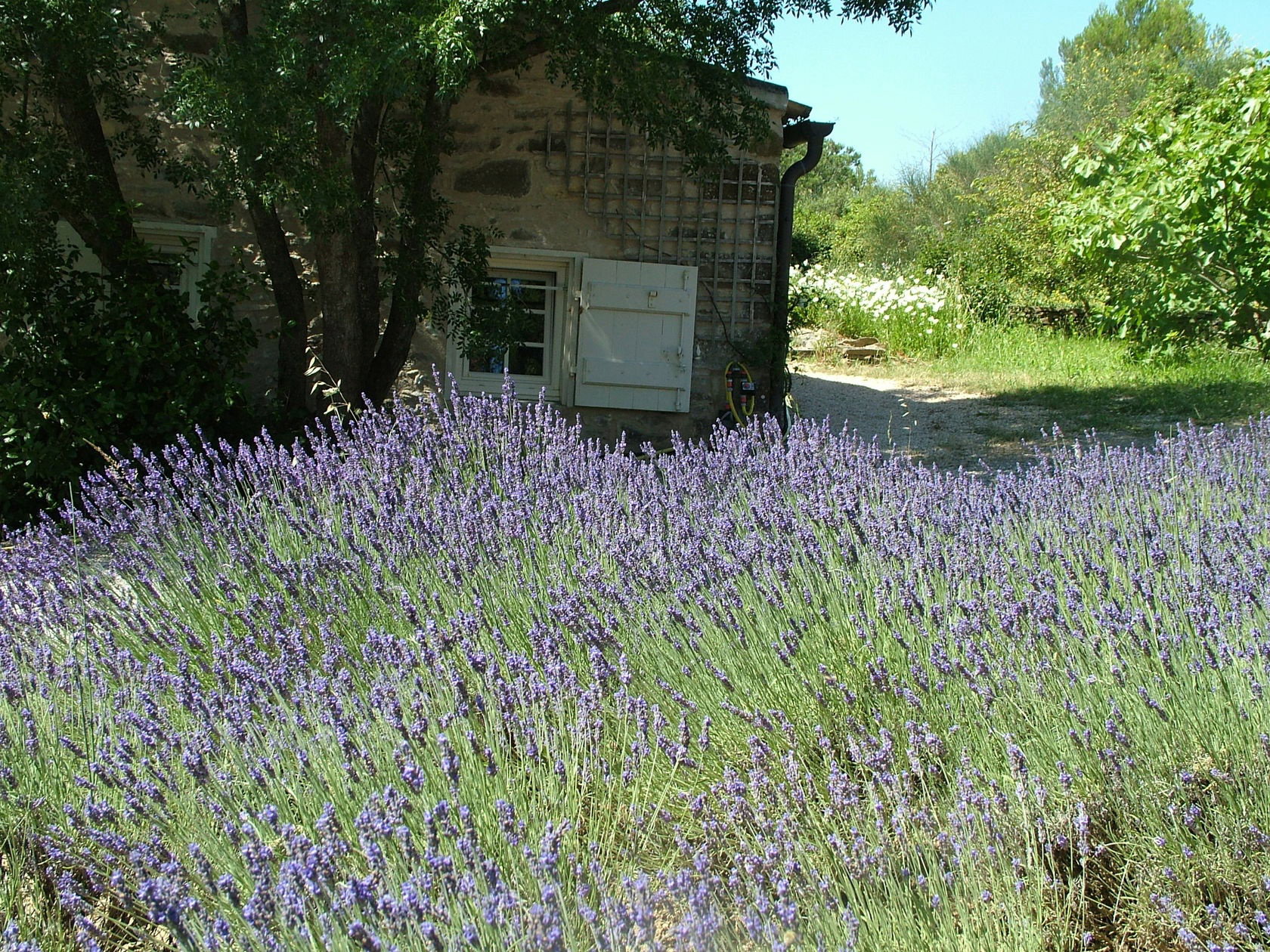 - image: 30