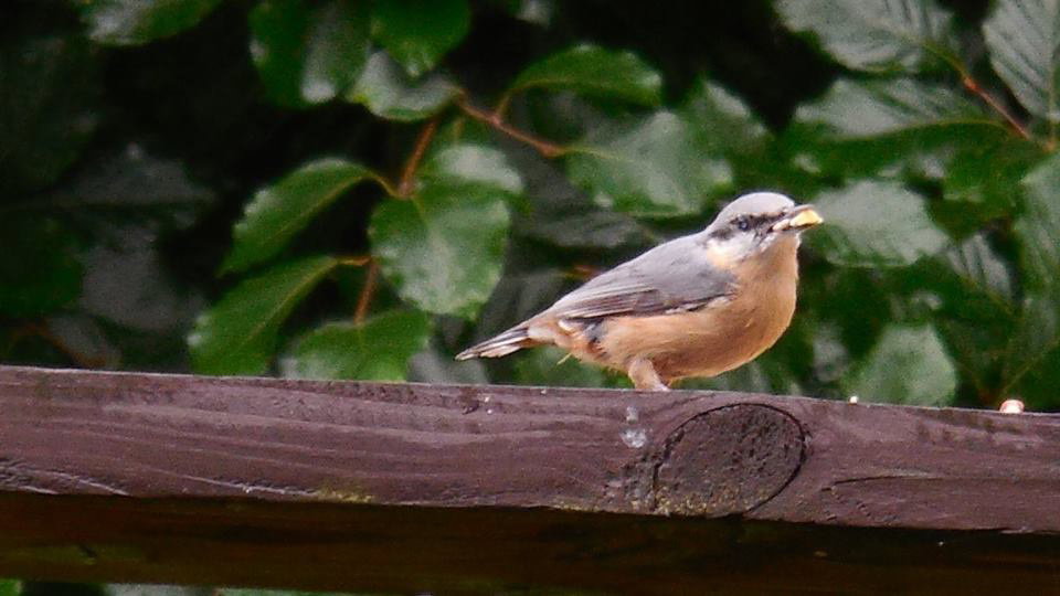 Maison nature à Laforêt (Vresse-sur-Semois)