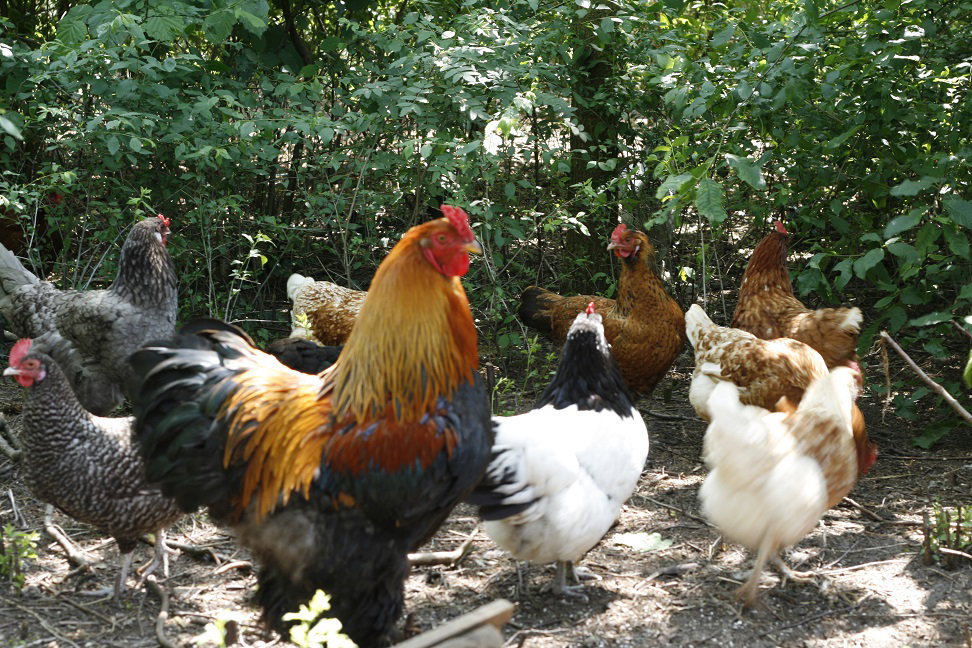 - image: 11