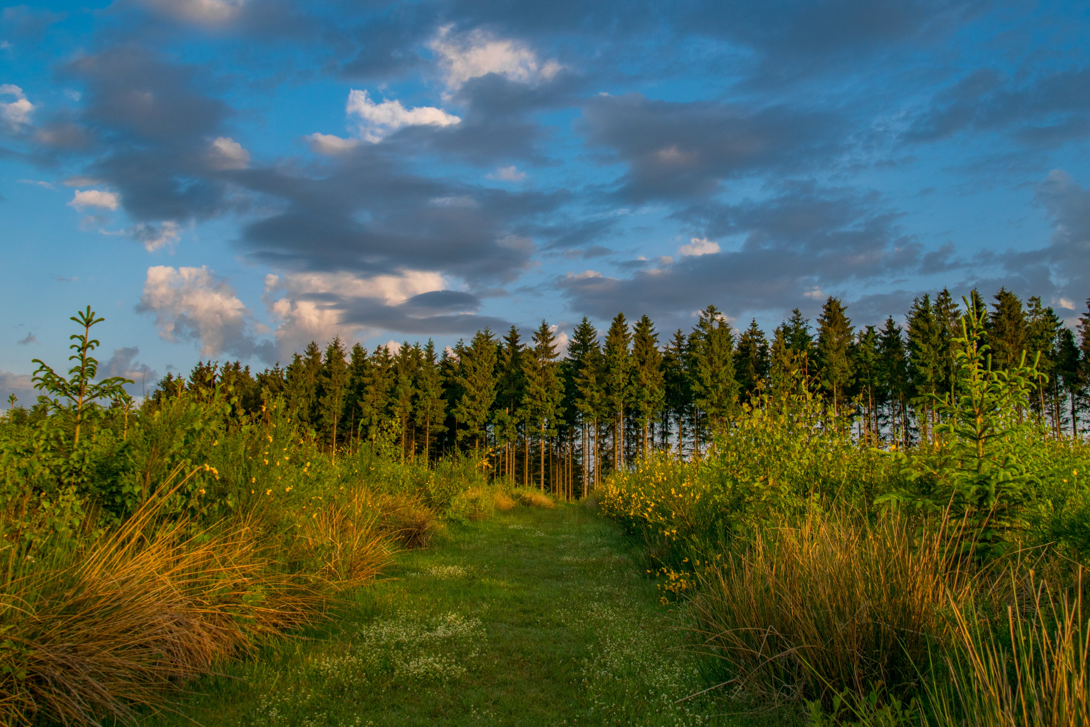 Naturhäuschen in Grandmenil