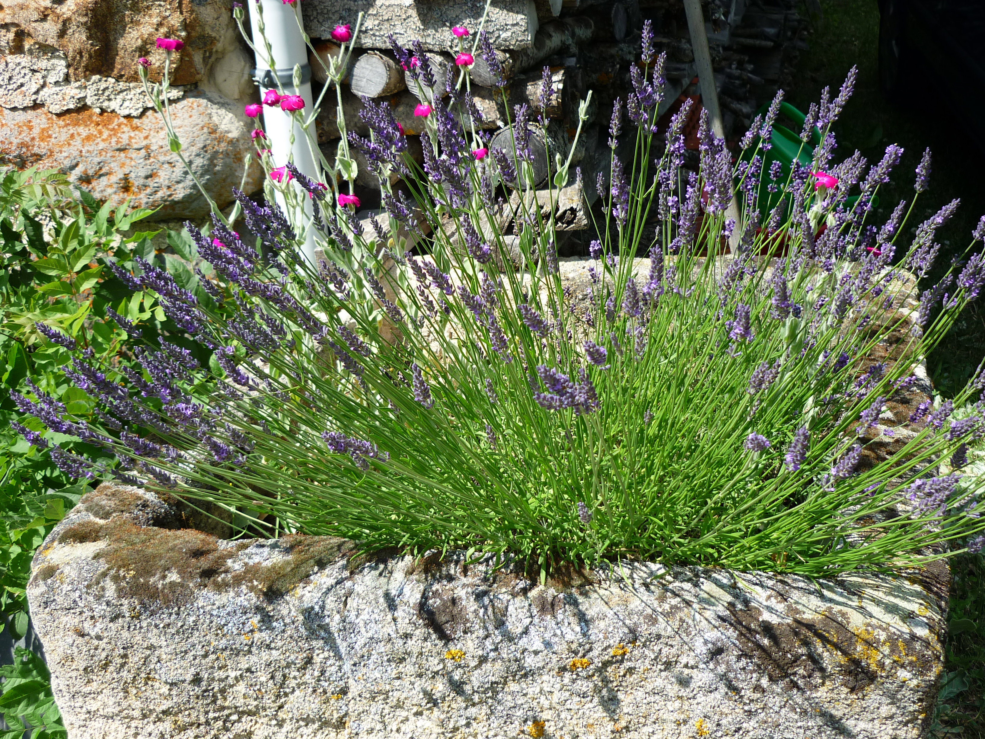 Naturhäuschen in Saint-Julien Chapteuil