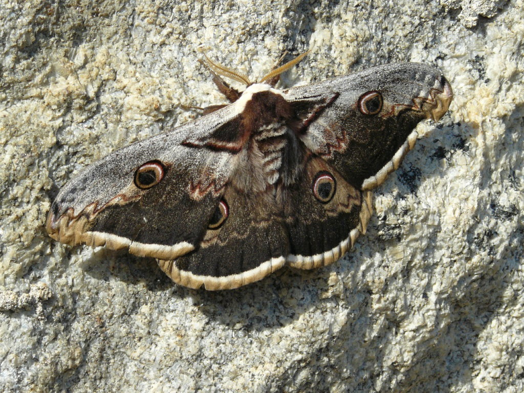 - image: 45