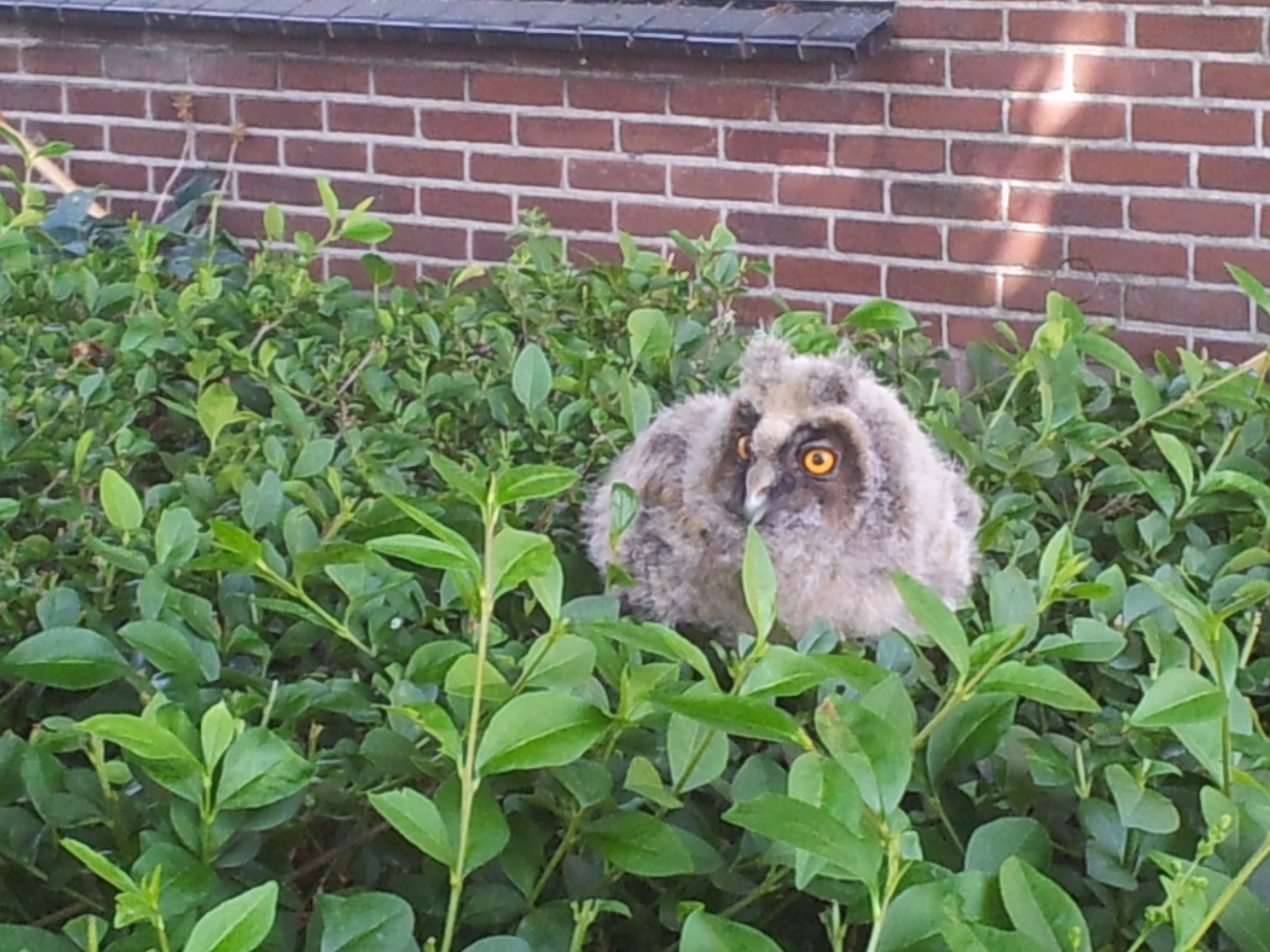 Naturhäuschen in Nes aan de Amstel/Amstelveen