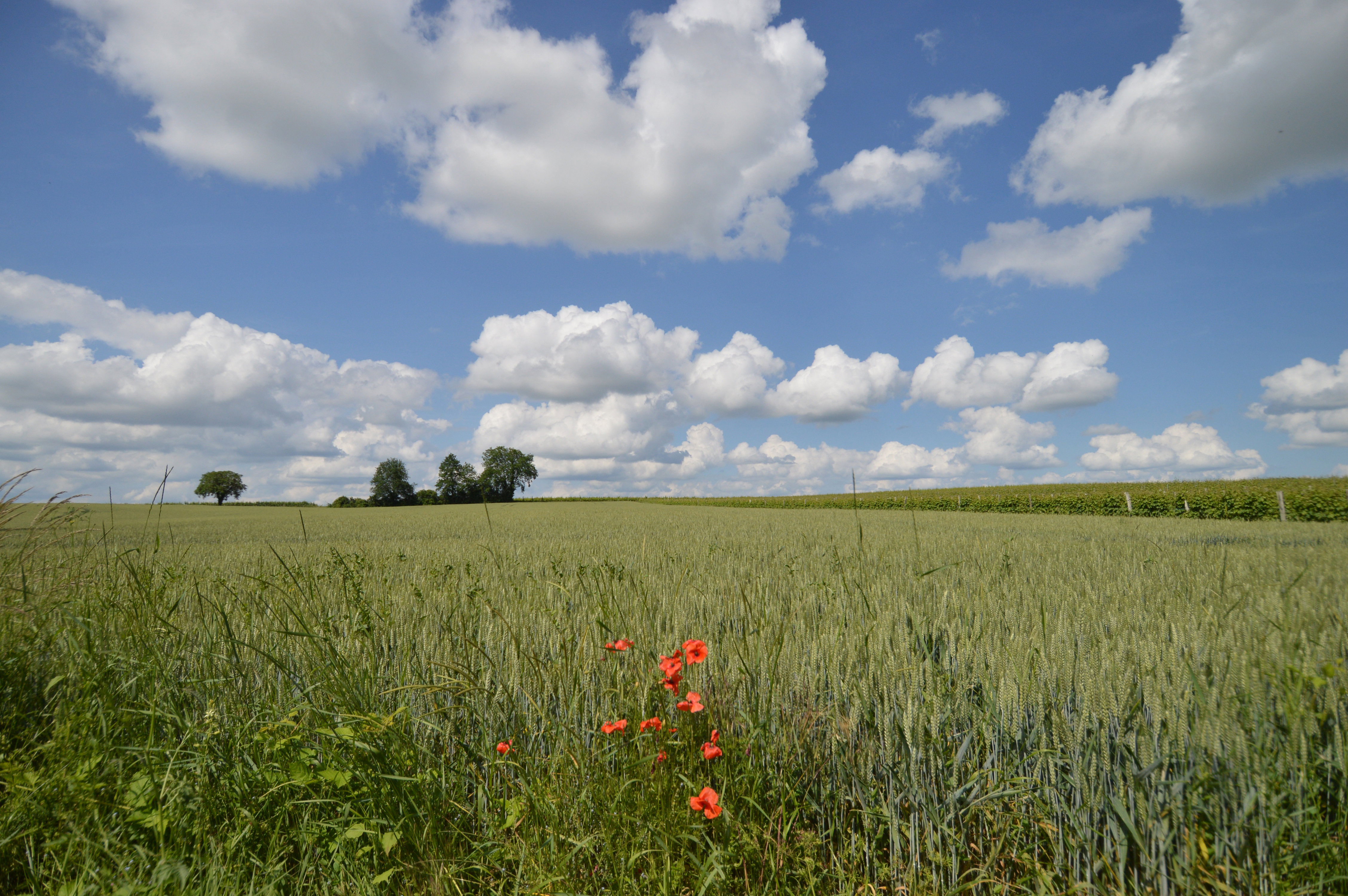 Natuurhuisje in Bouniagues