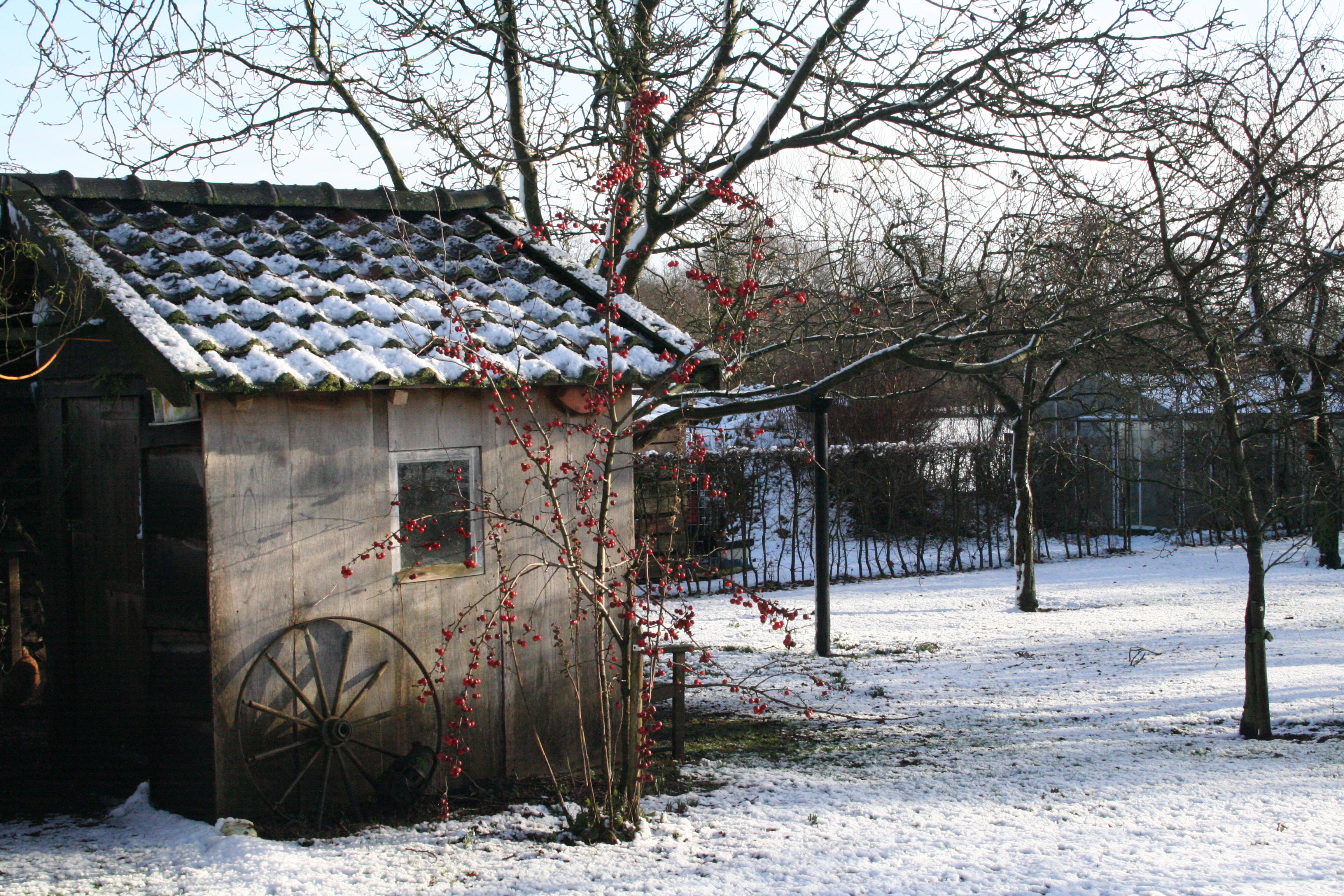 - image: 66