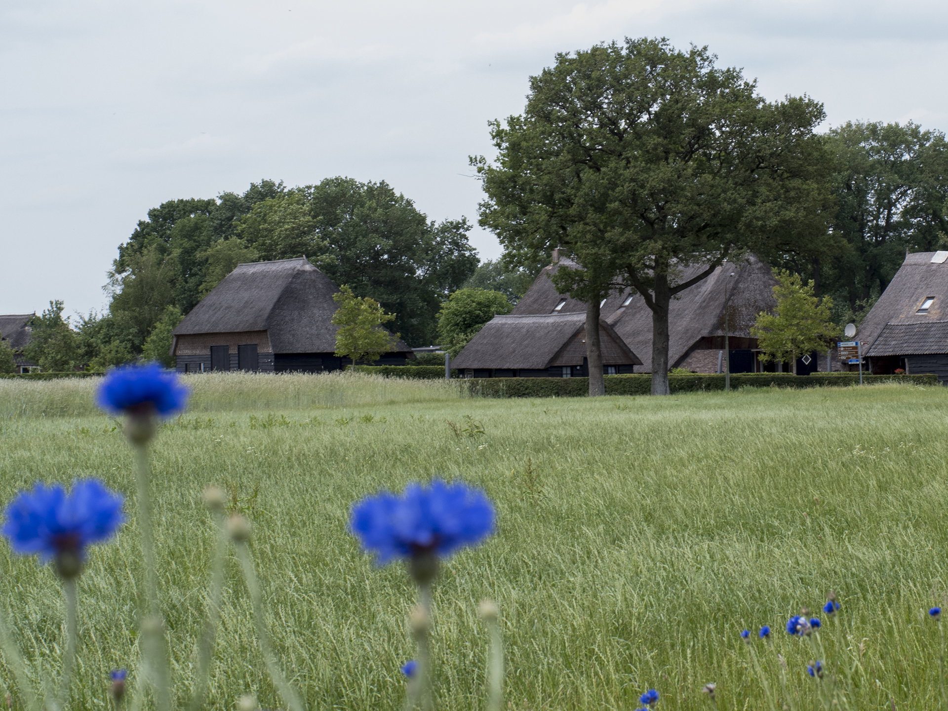 Natuurhuisje in Dwingeloo