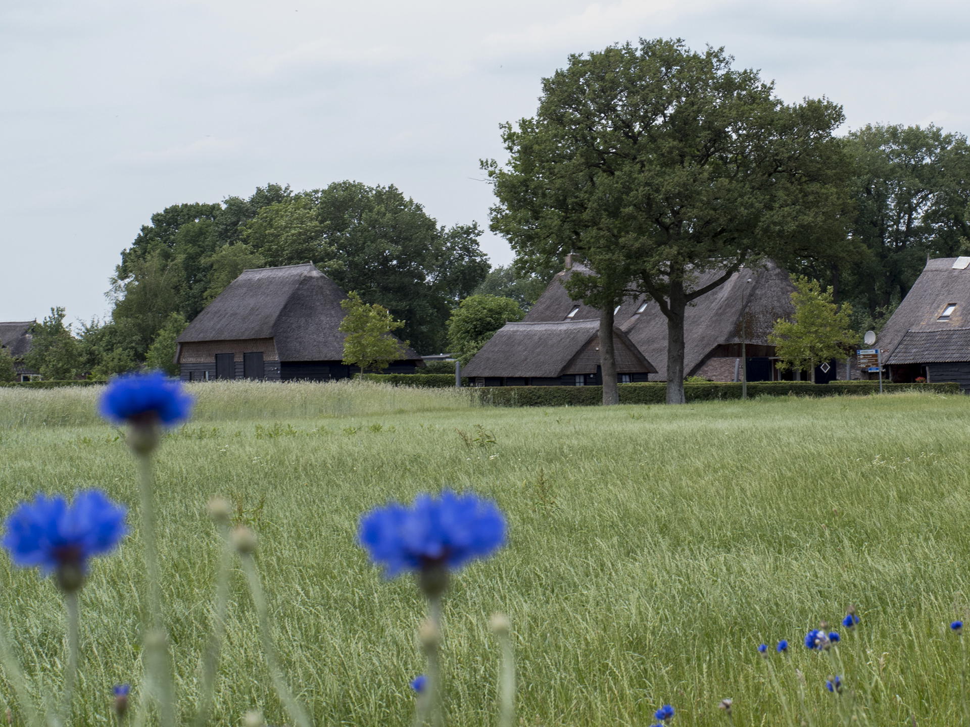 Nature house in Dwingeloo
