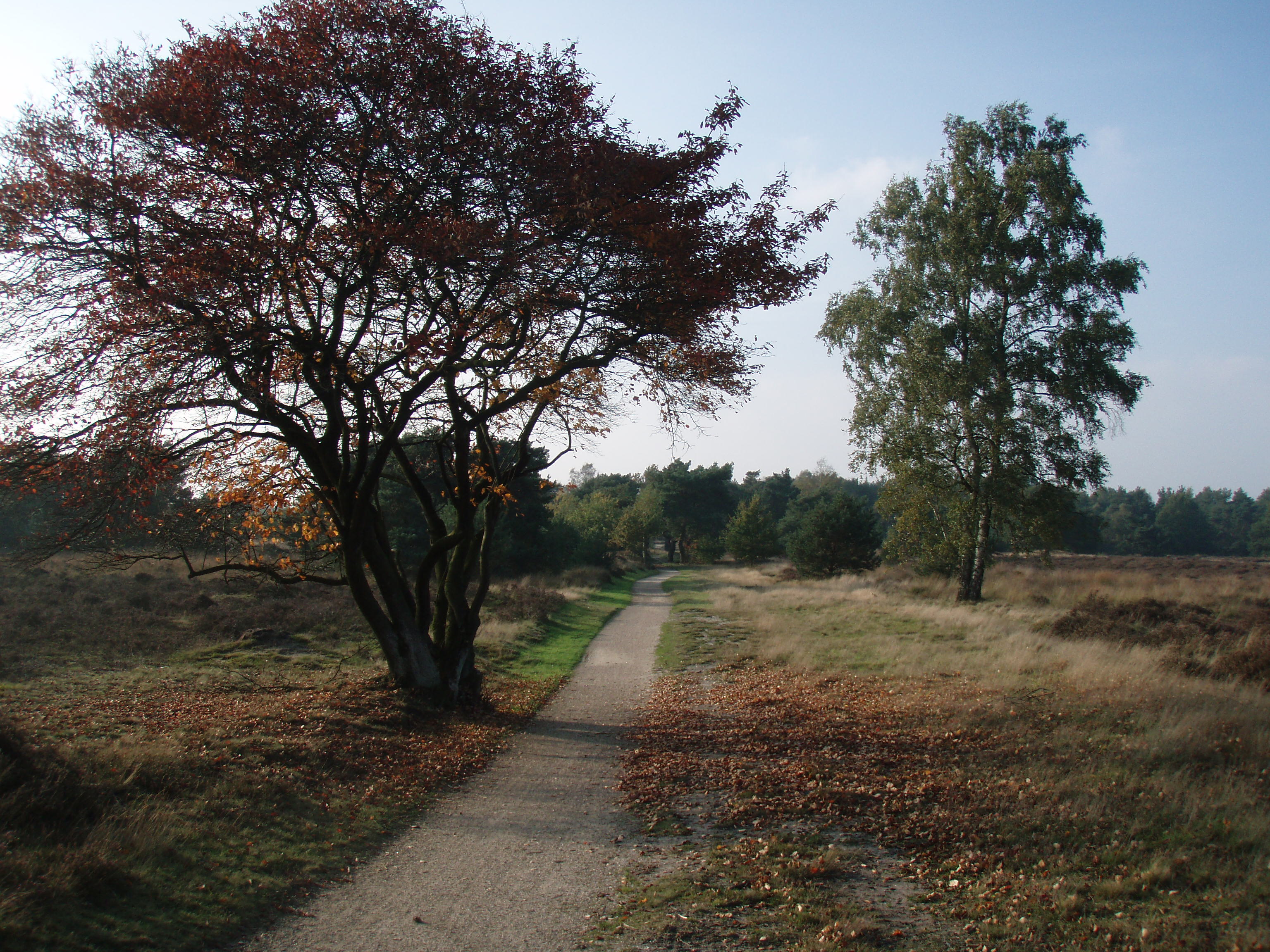 - image: 20