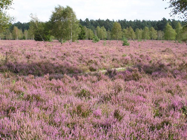 Naturhäuschen in Harfsen