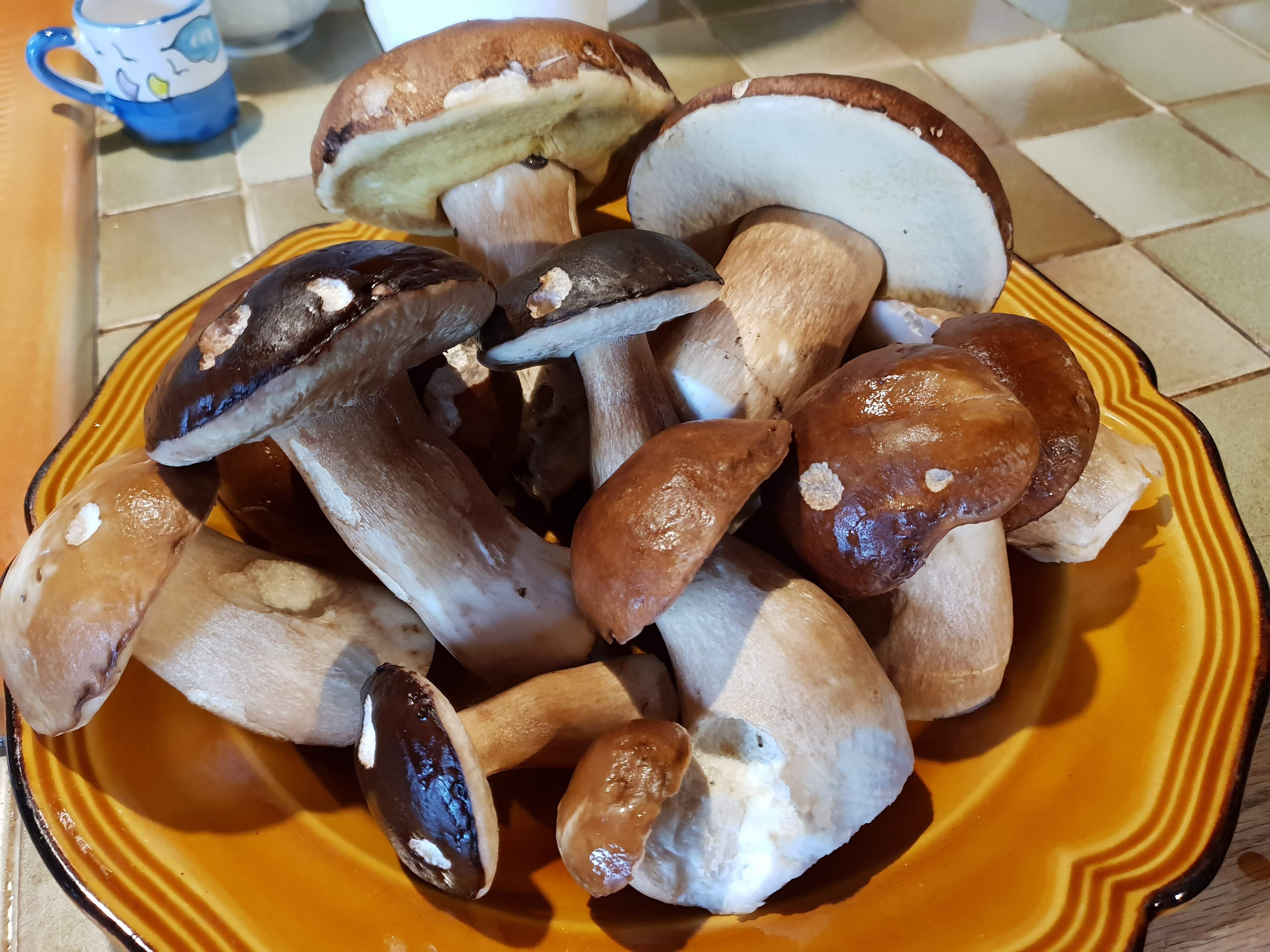 Natuurhuisje in Tournon d’Agenais