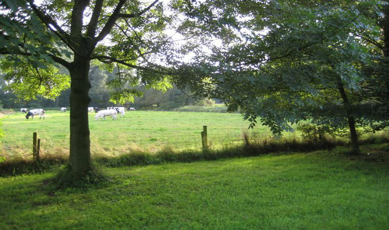 - image: 11