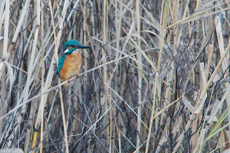 Natuurhuisje in Roderwolde