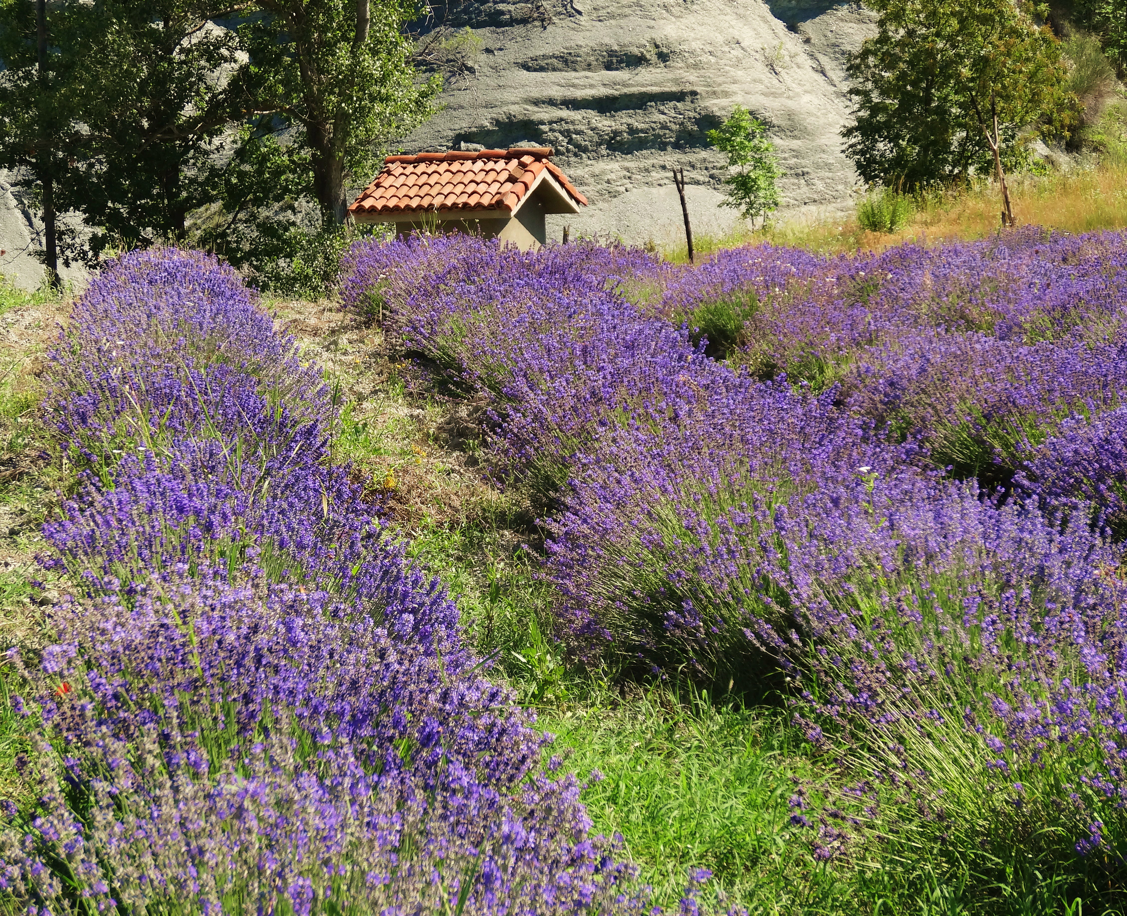 - image: 11