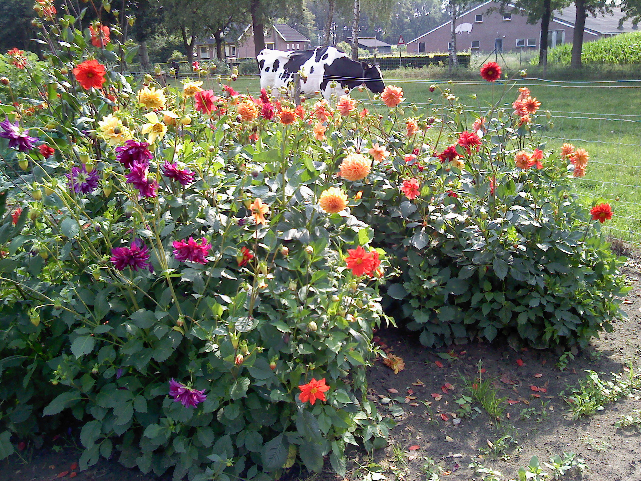 - image: 25