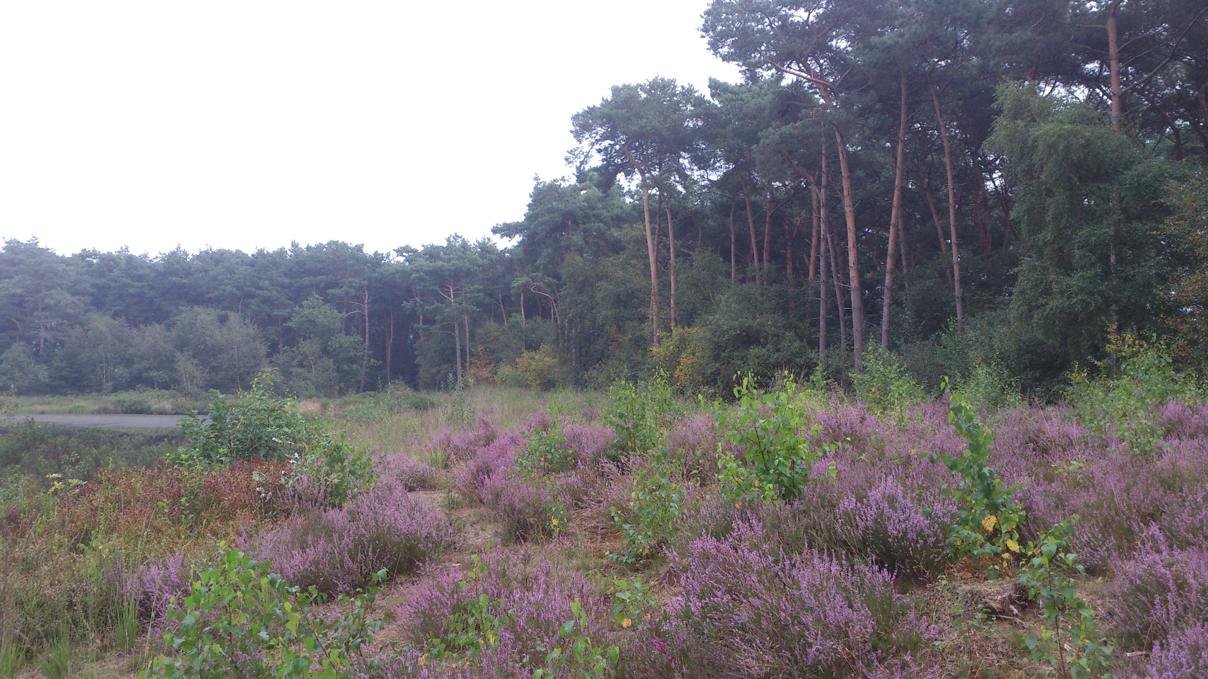 Naturhäuschen in Leende