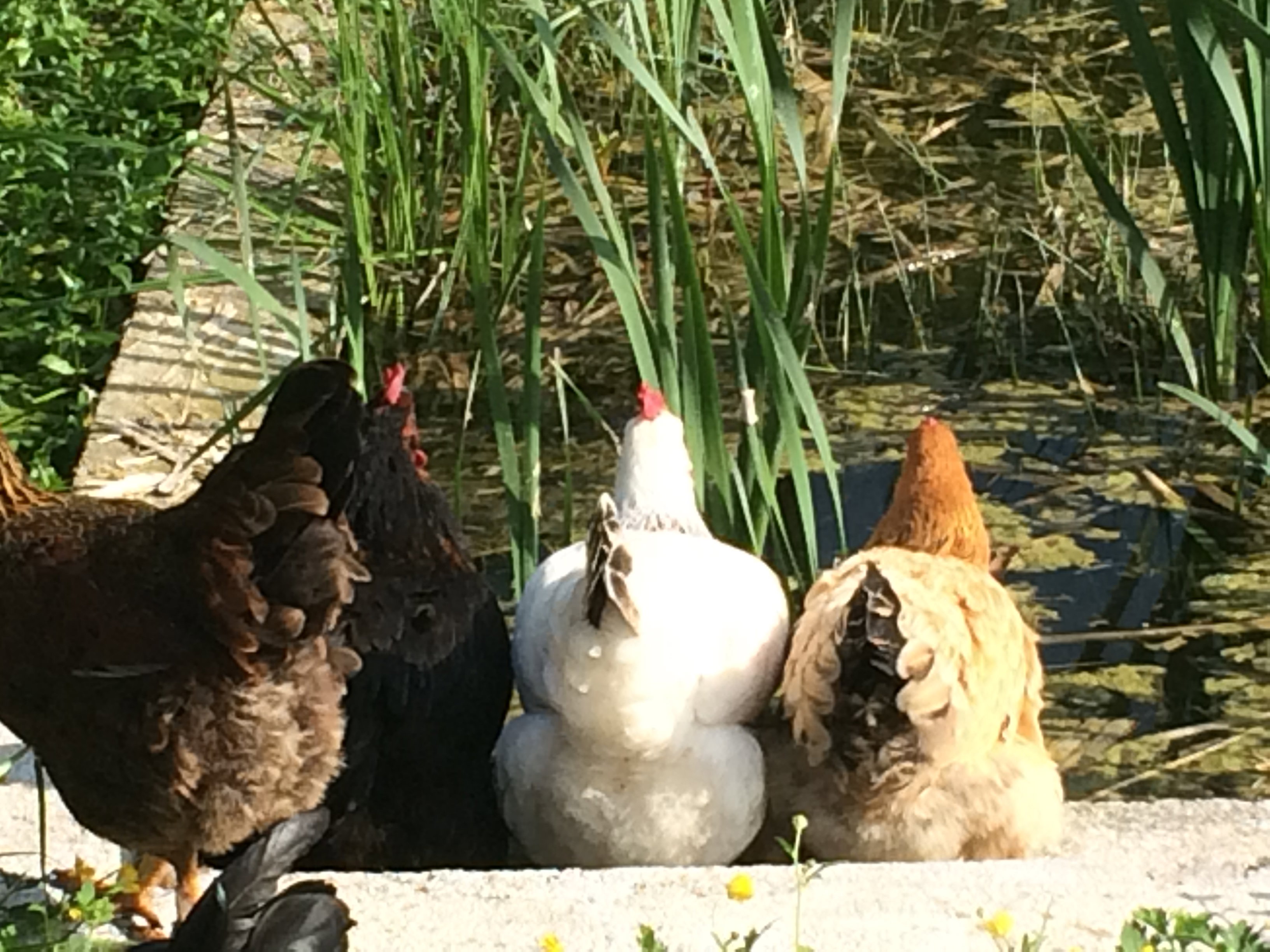 Maison nature à LaChapelle-Auzac - Souillac