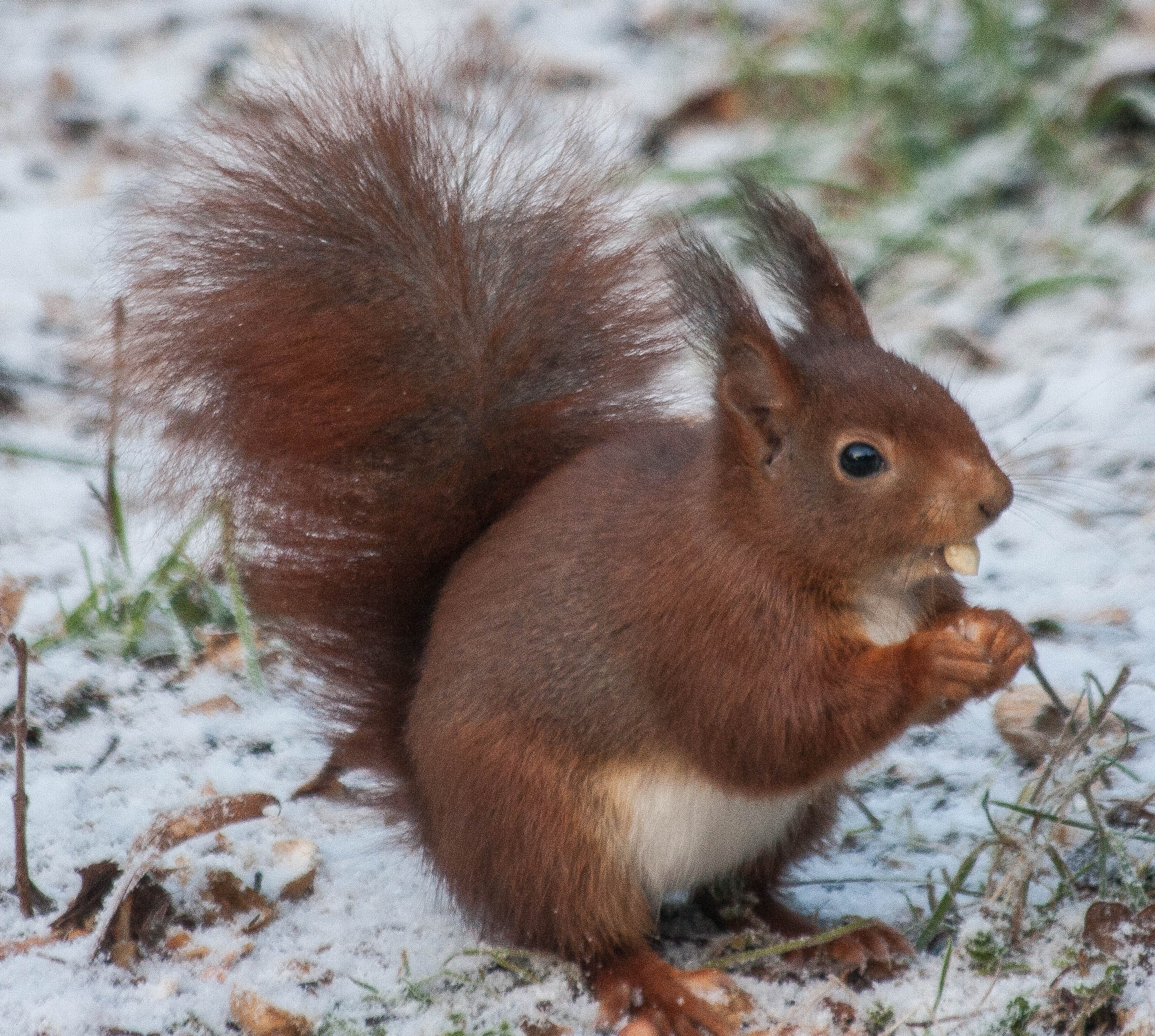 Naturhäuschen in Bennekom Ede Veluwe