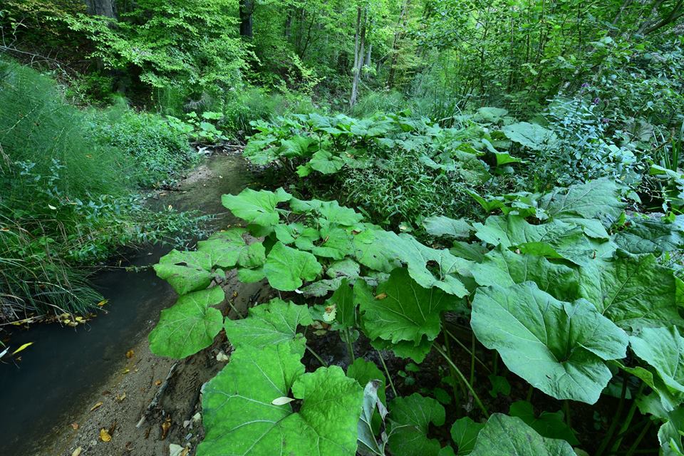 - image: 26