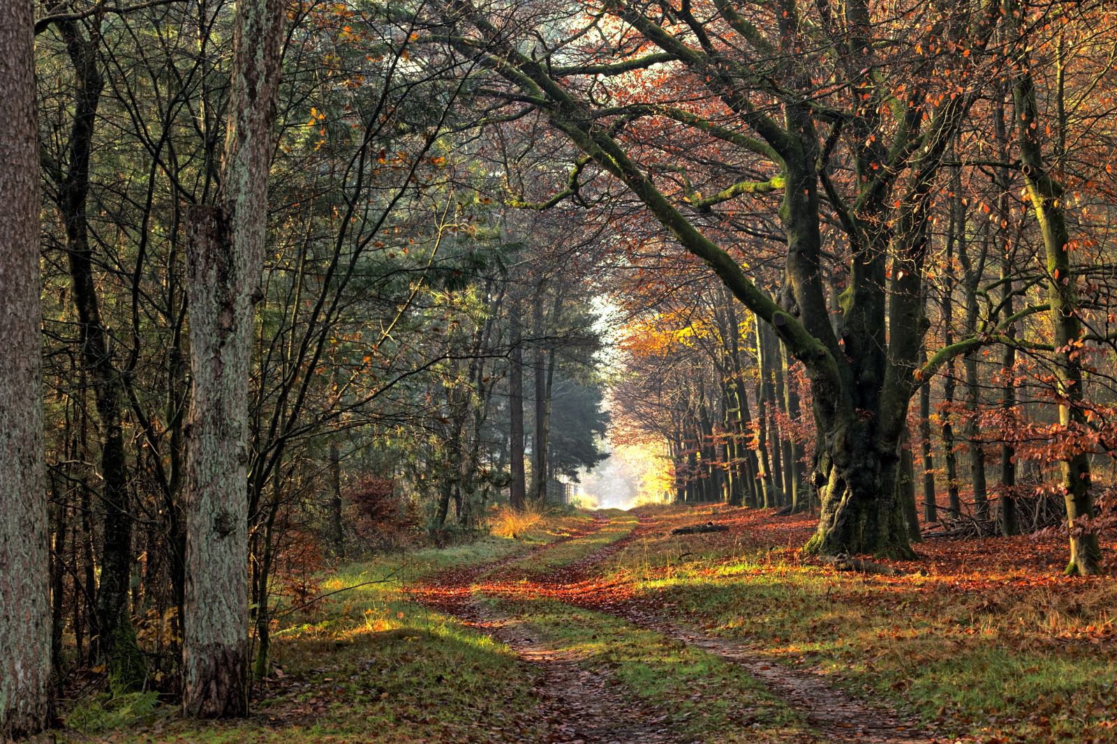 - image: 33