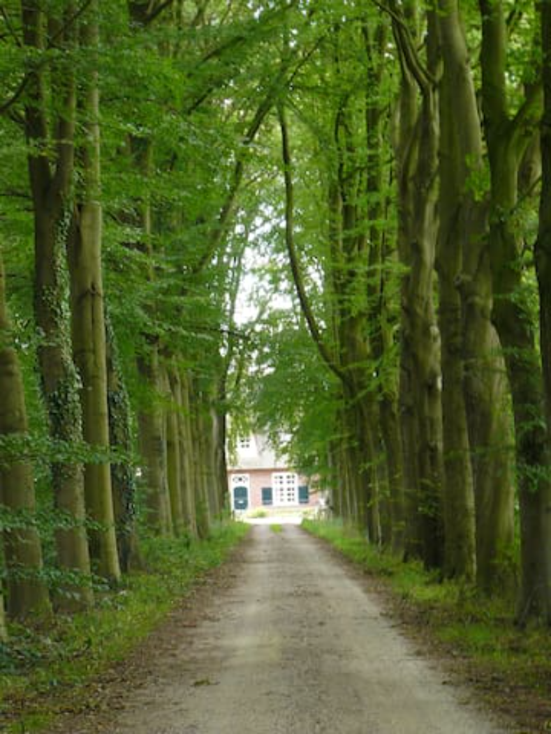 - image: 51