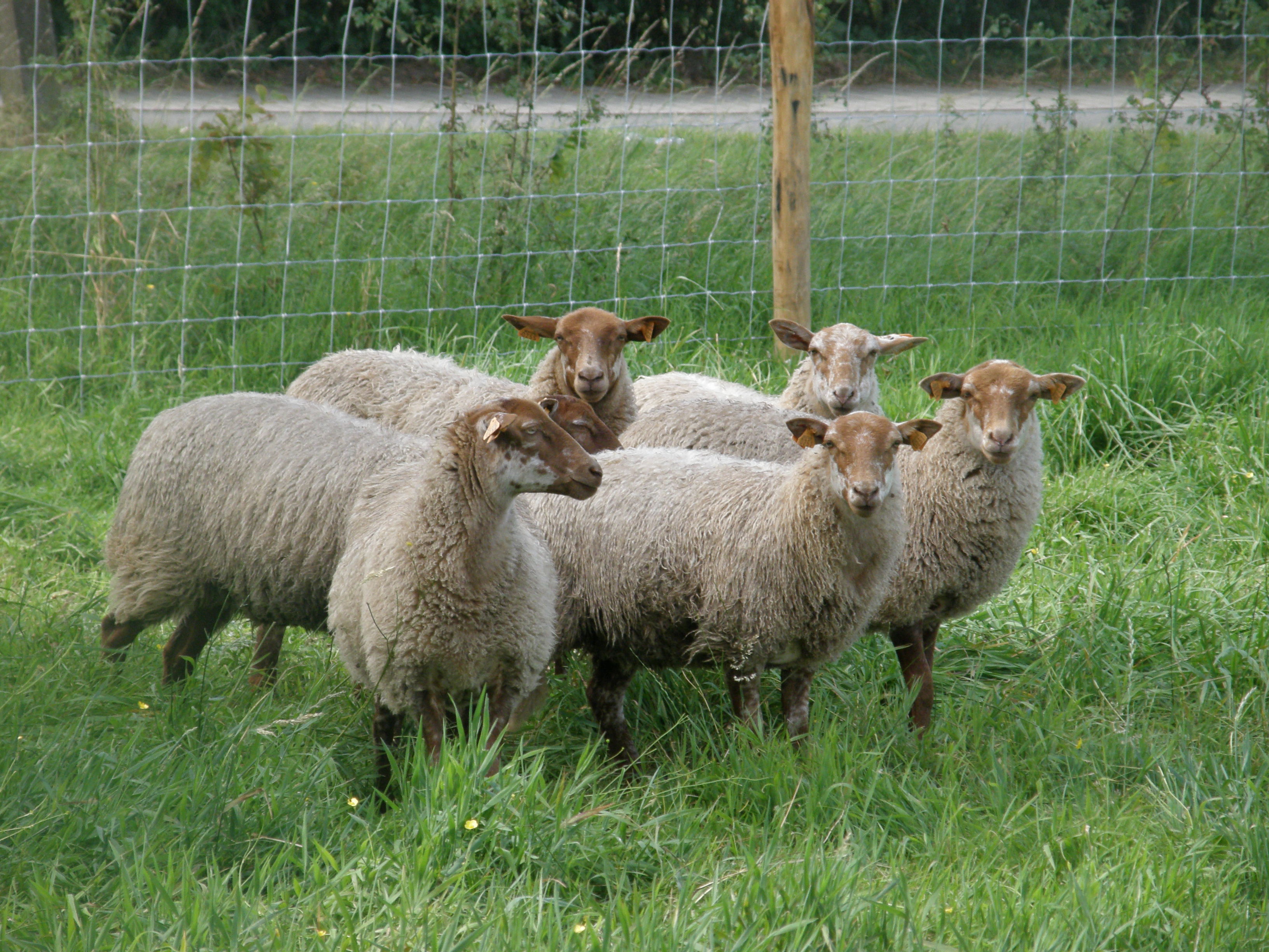Naturhäuschen in Zerkegem