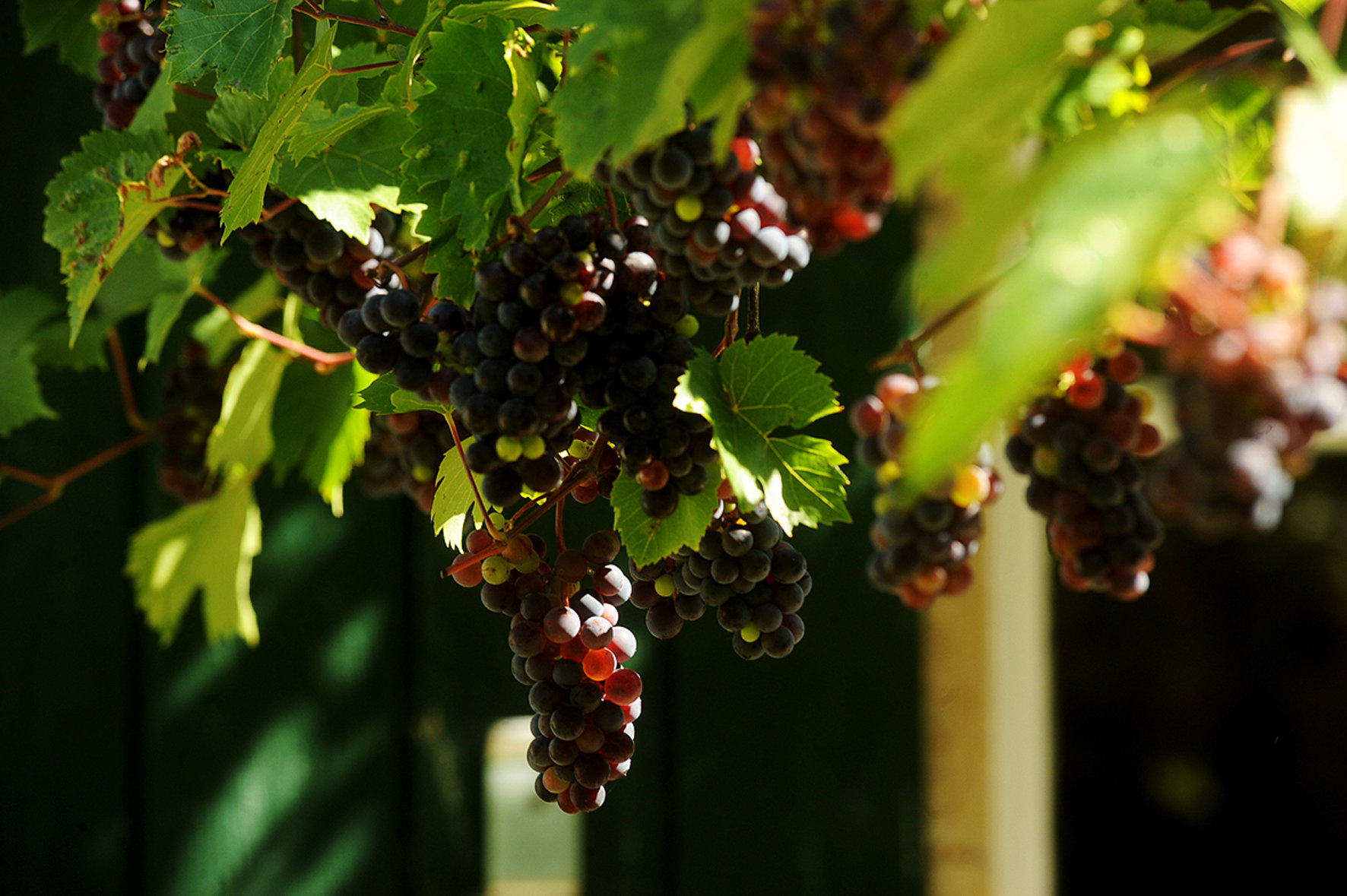 Maison nature à Colméry - Bourgogne