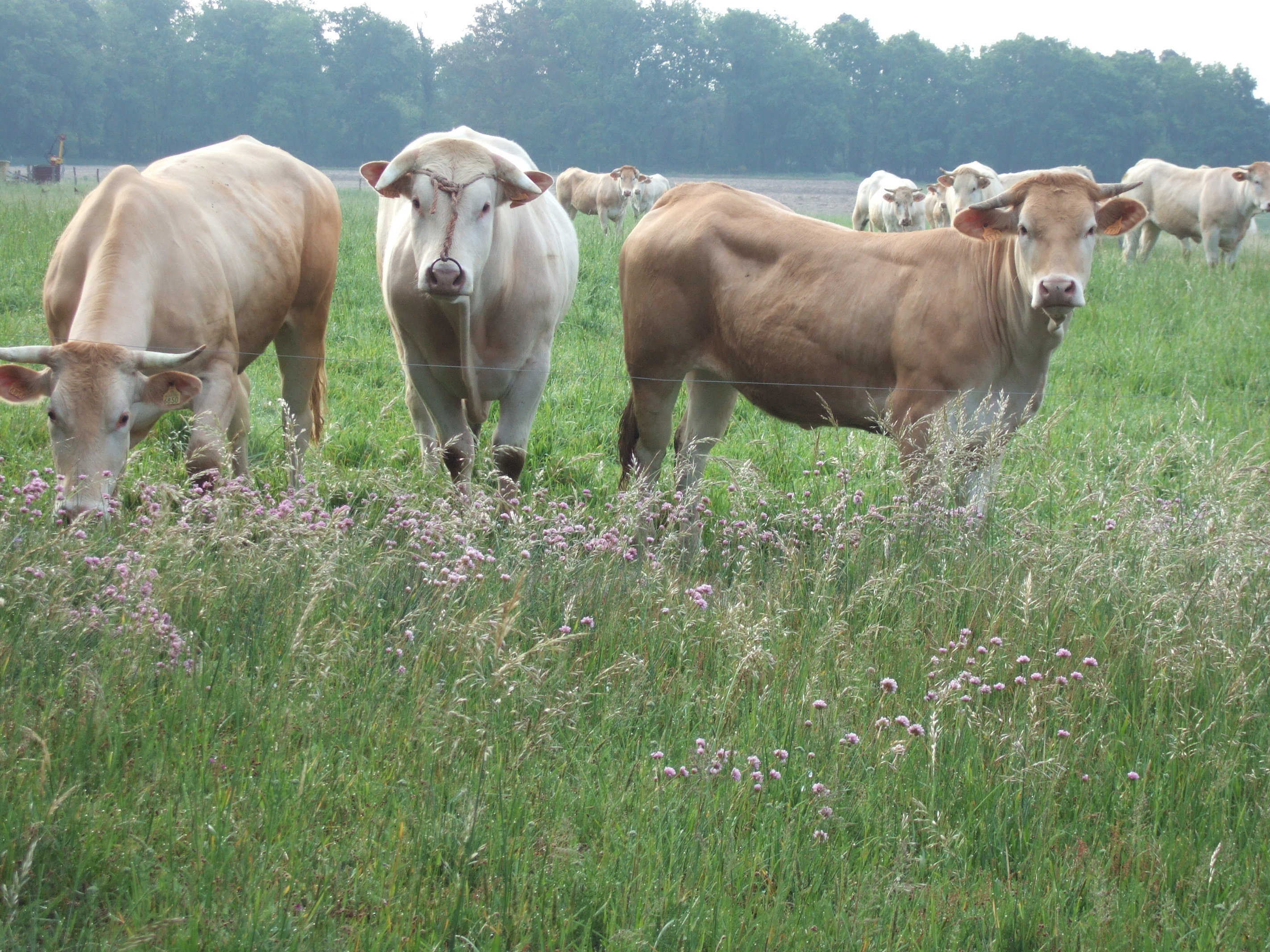 Natuurhuisje in Meylan
