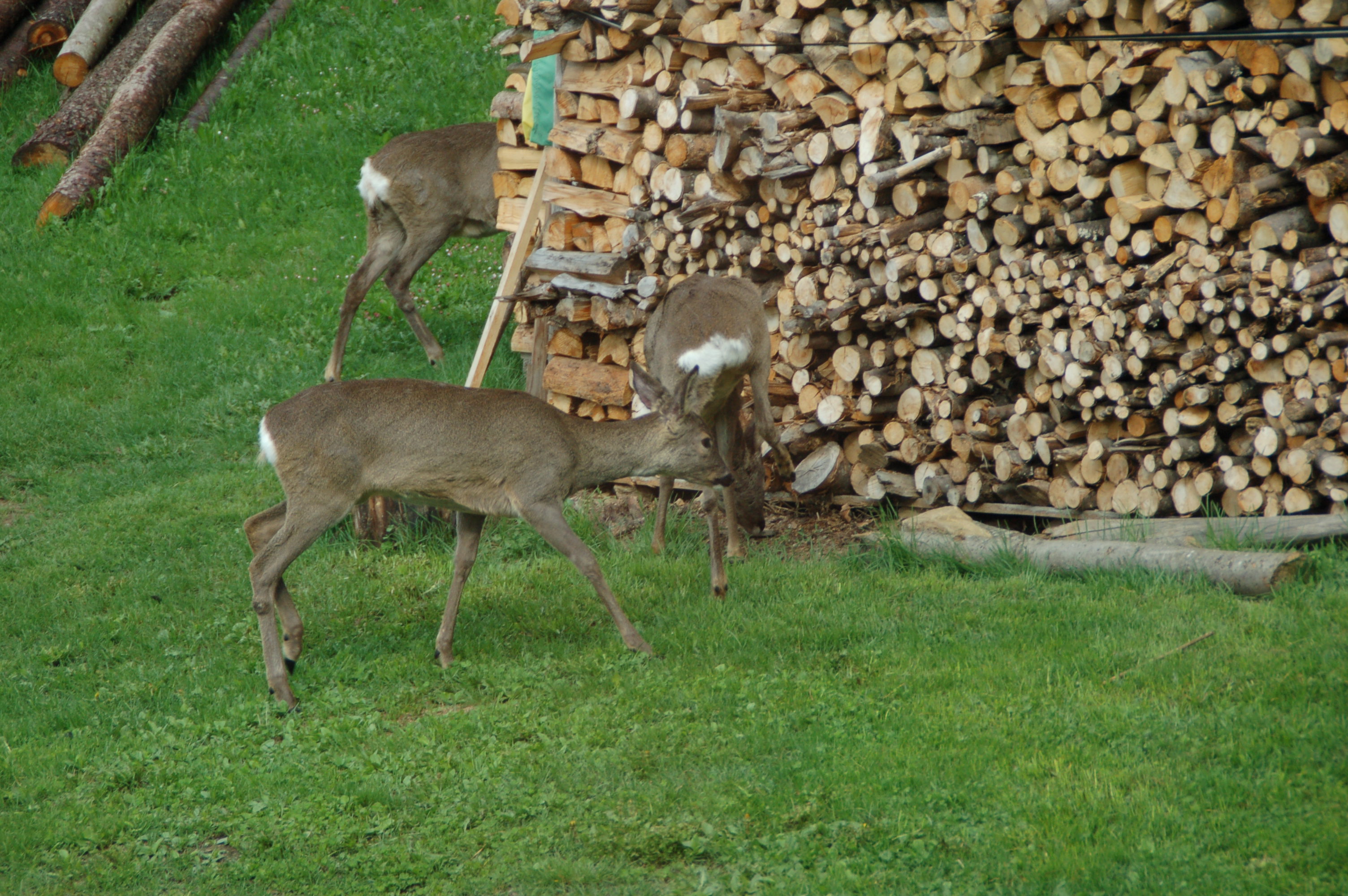 - image: 13