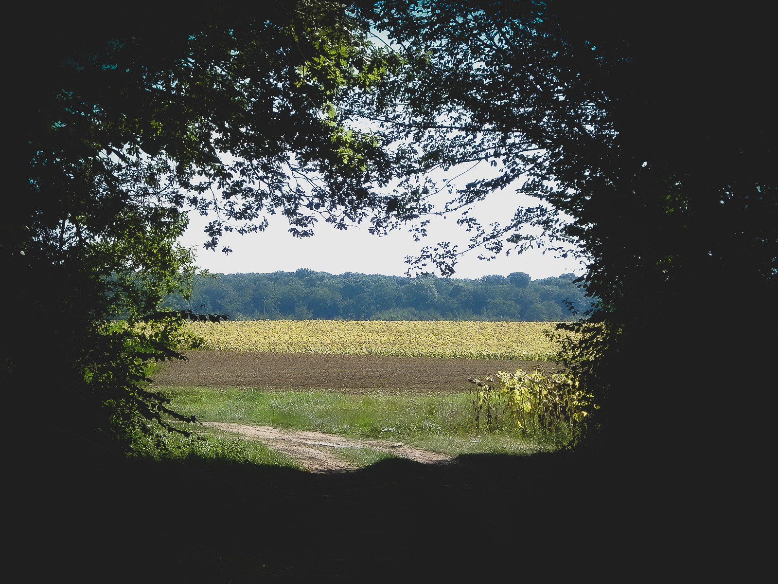 - image: 12