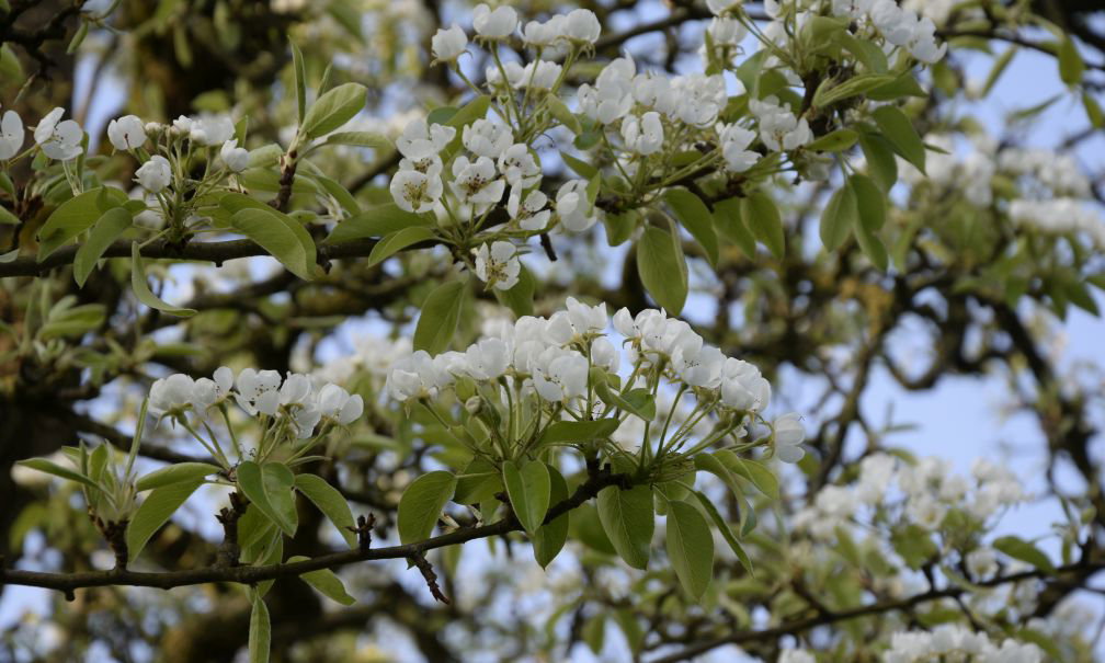 Naturhäuschen in Mechelen