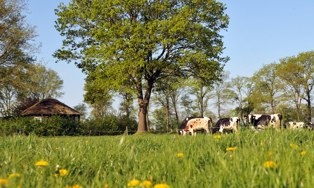 Maison nature à Balkbrug