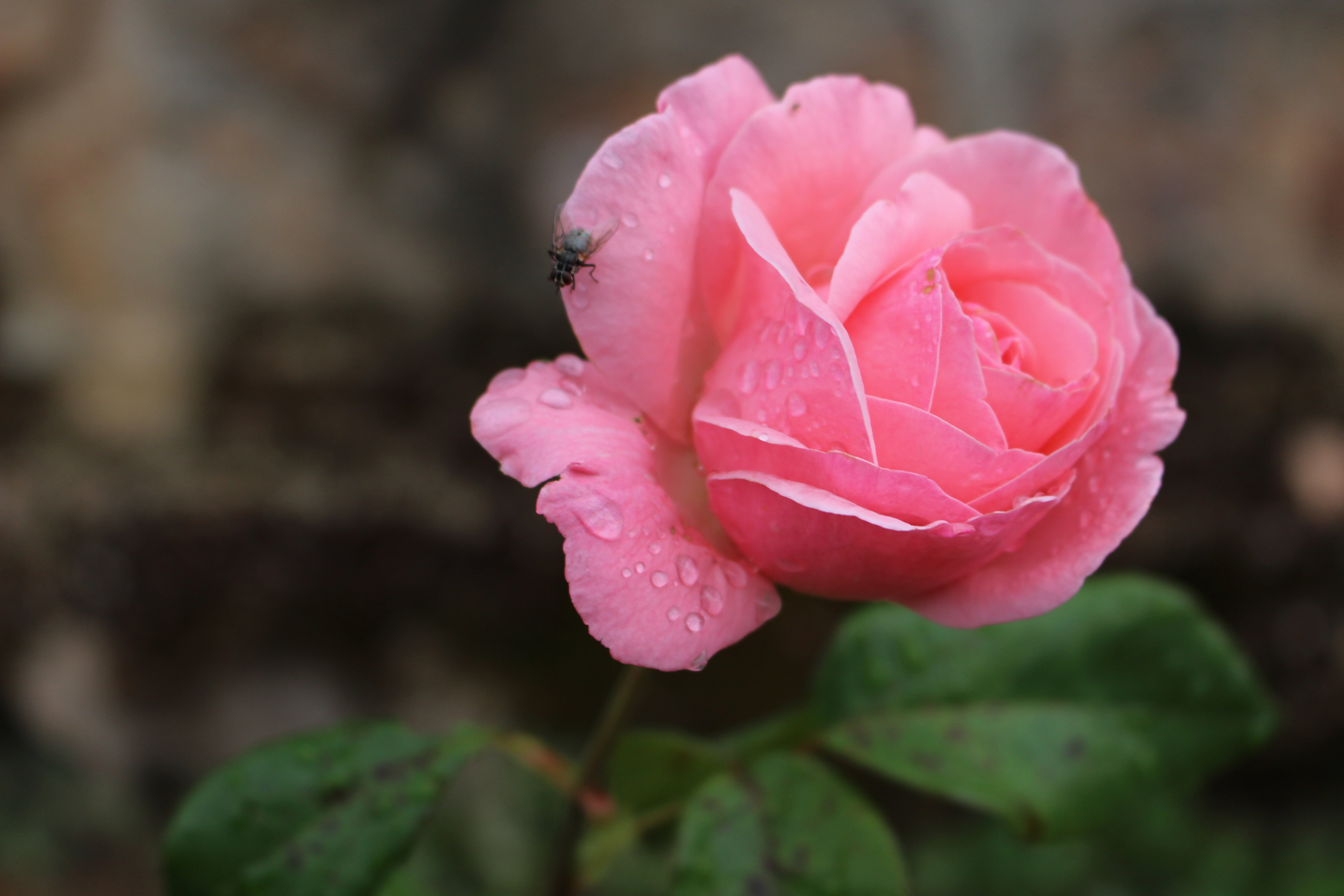 - image: 27