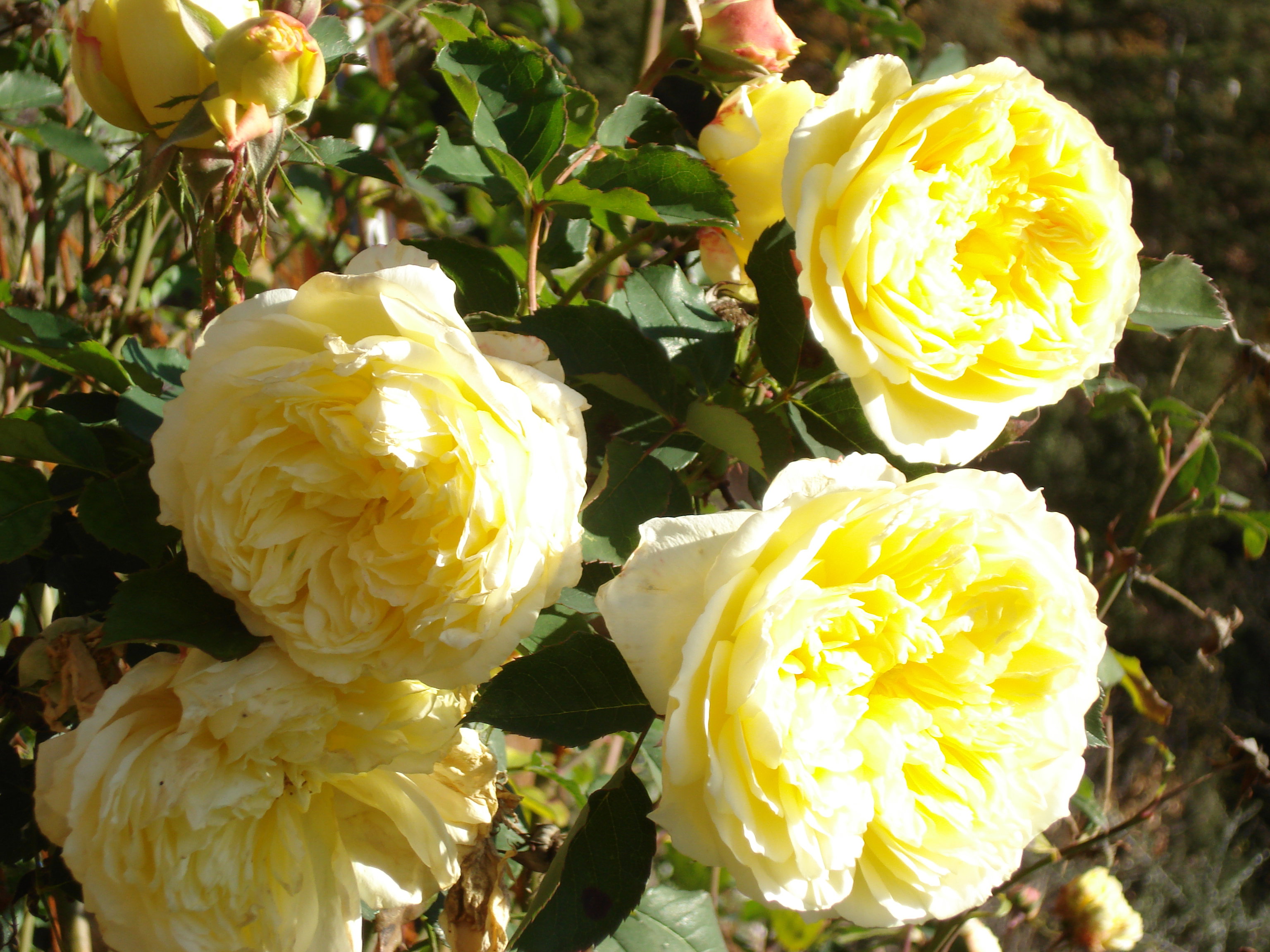- image: 41