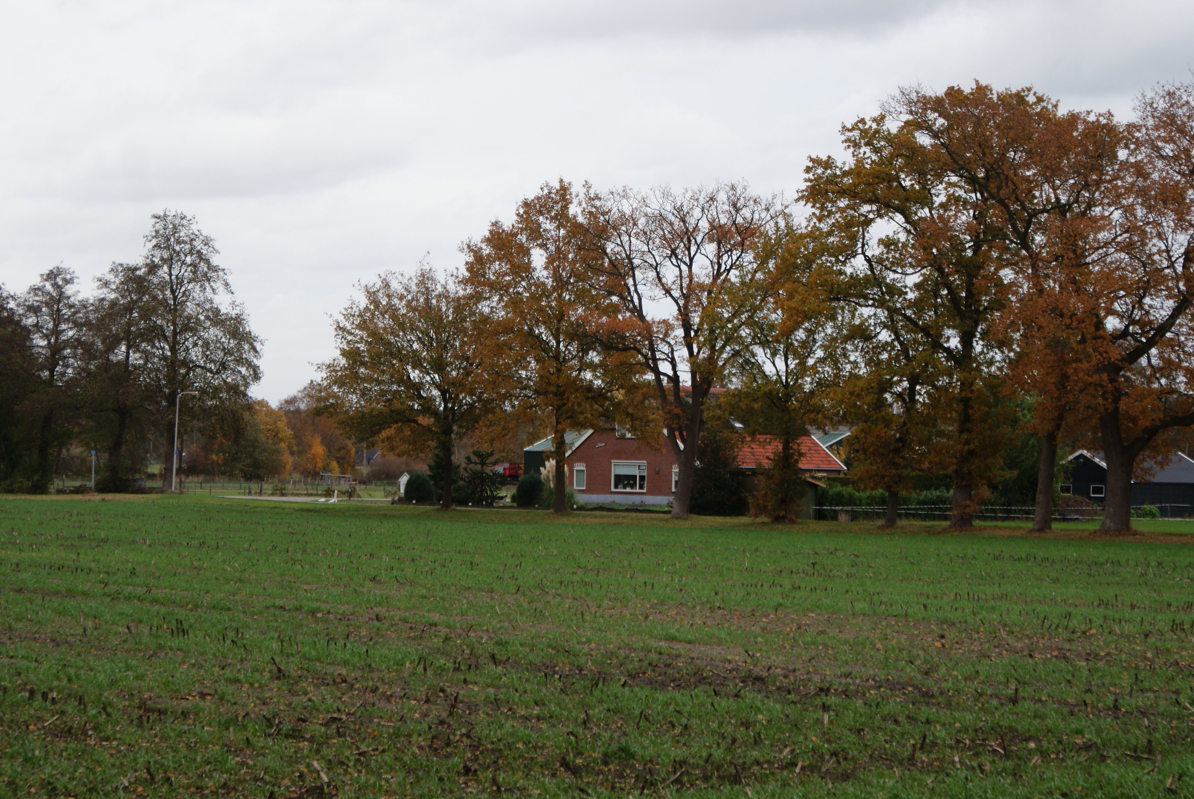 - image: 11