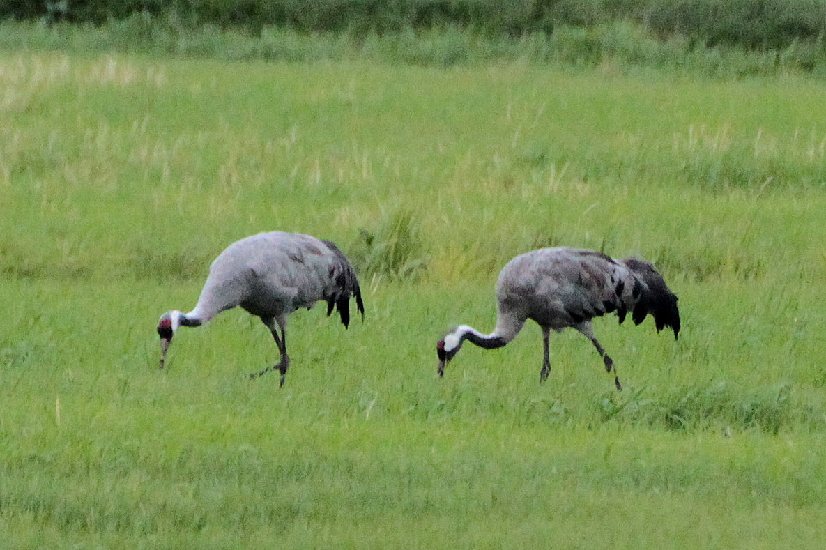 Naturhäuschen in Ansen