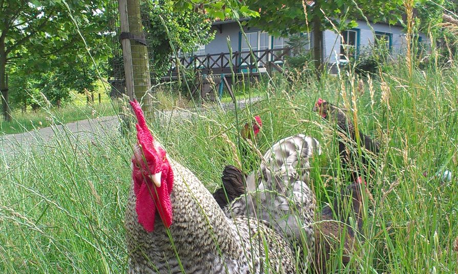 Naturhäuschen in Wijlre