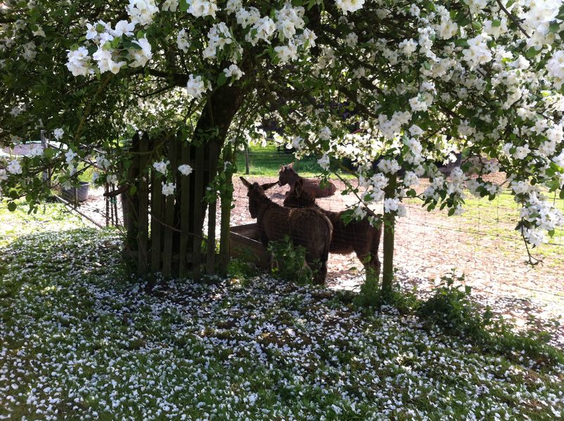 Naturhäuschen in Wijlre