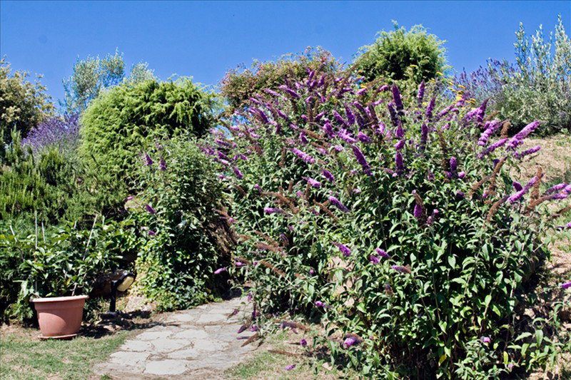 - image: 25
